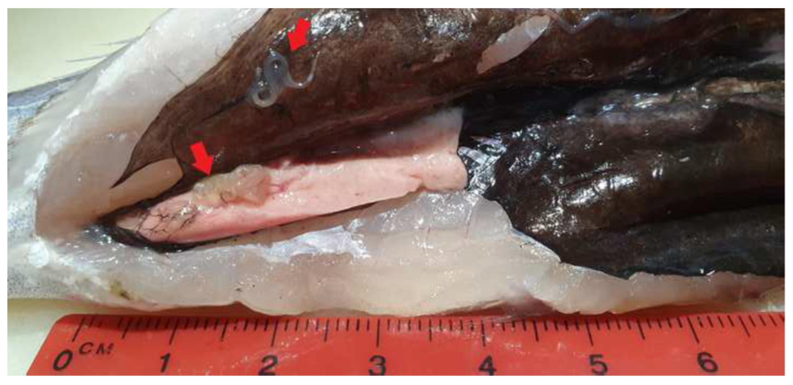 Foods 10 00862 g002 Foods 10 00862 g002