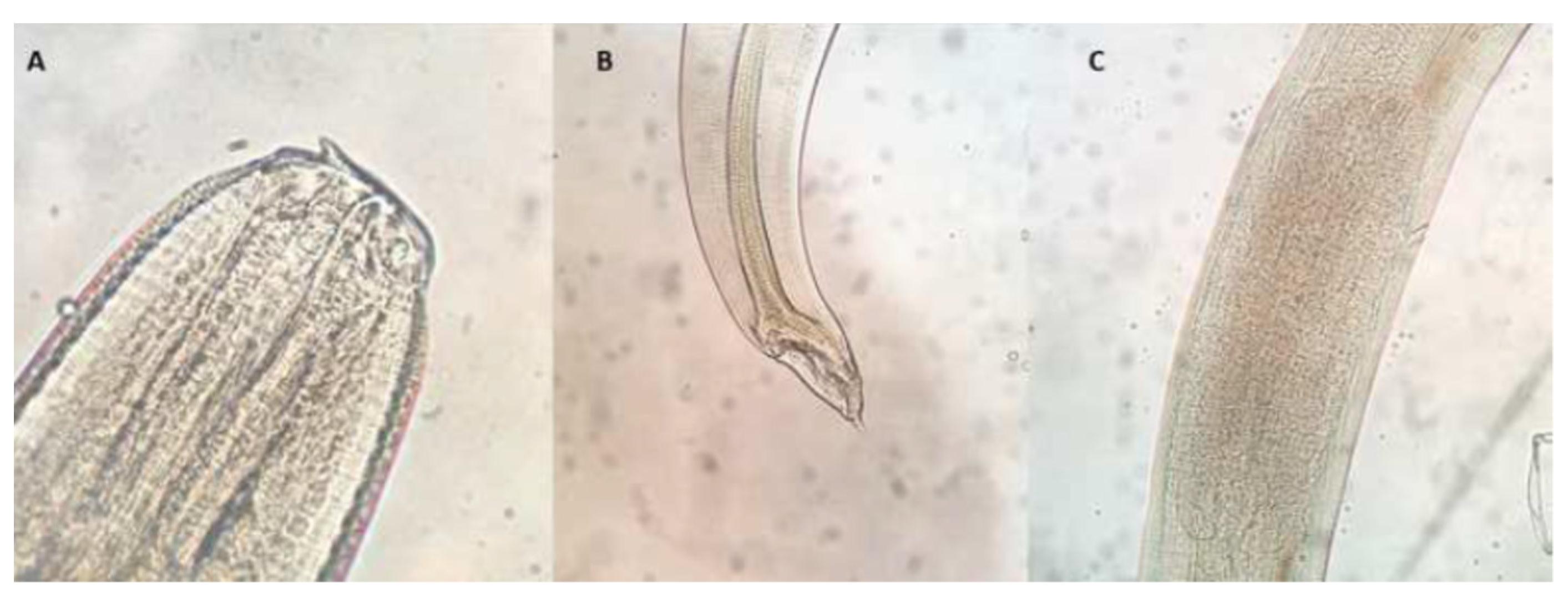 Foods 10 00862 g003 Foods 10 00862 g003