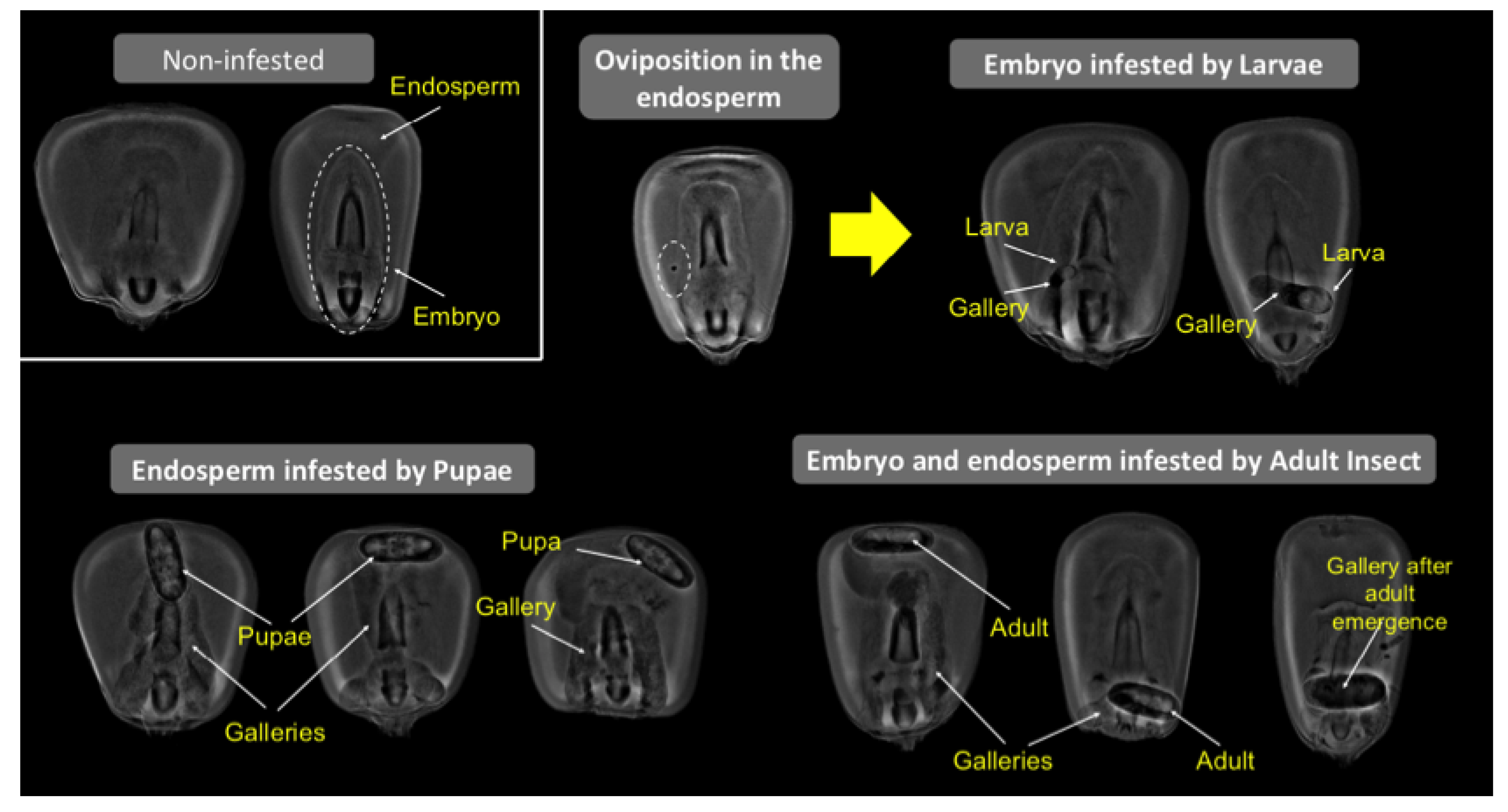 Foods 10 00879 g004 Foods 10 00879 g004