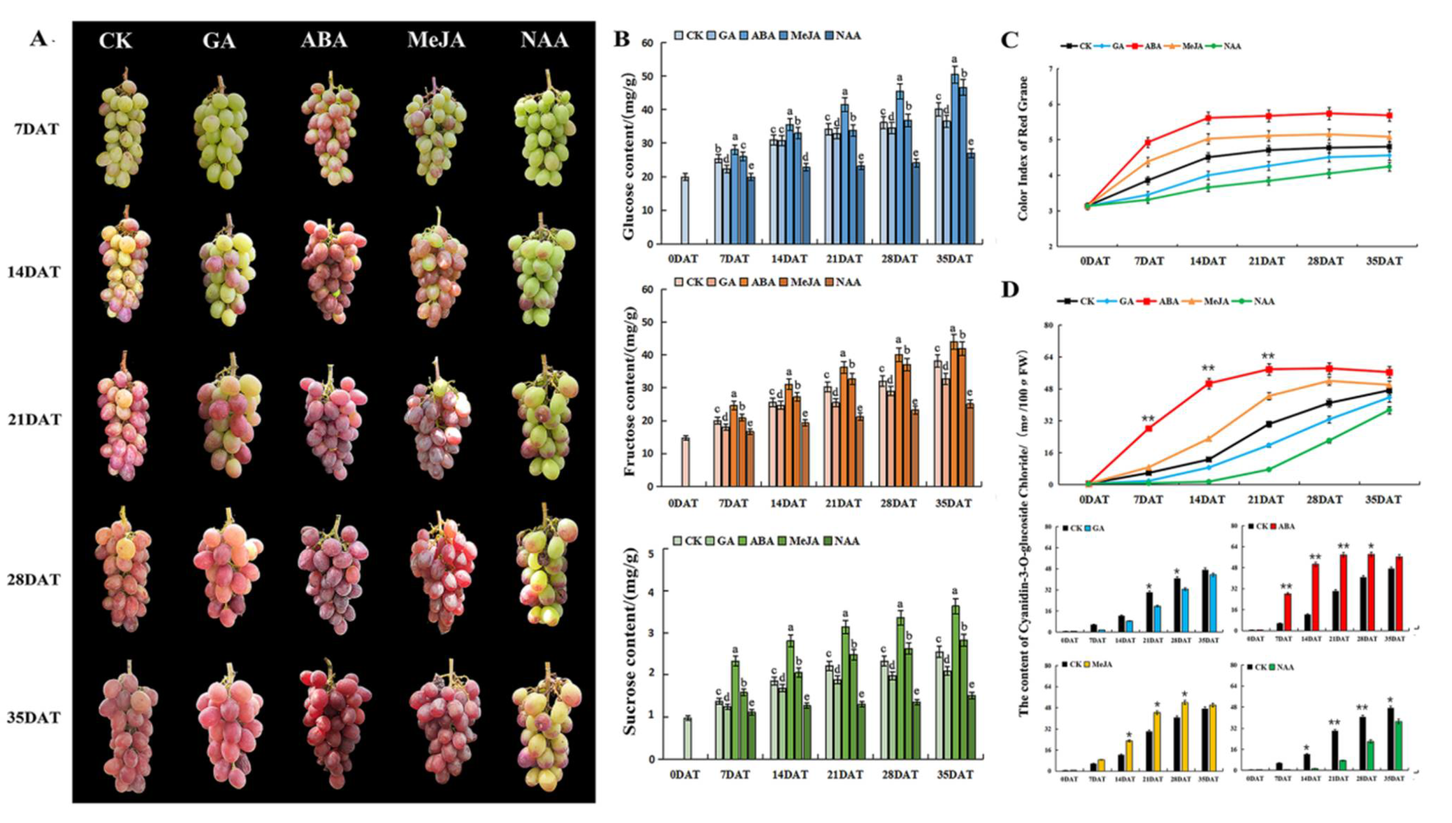 Melatonin Maintains Postharvest Quality in Fresh Gastrodia elata Tuber by  Regulating Antioxidant Ability and Phenylpropanoid and Energy Metabolism  During Storage