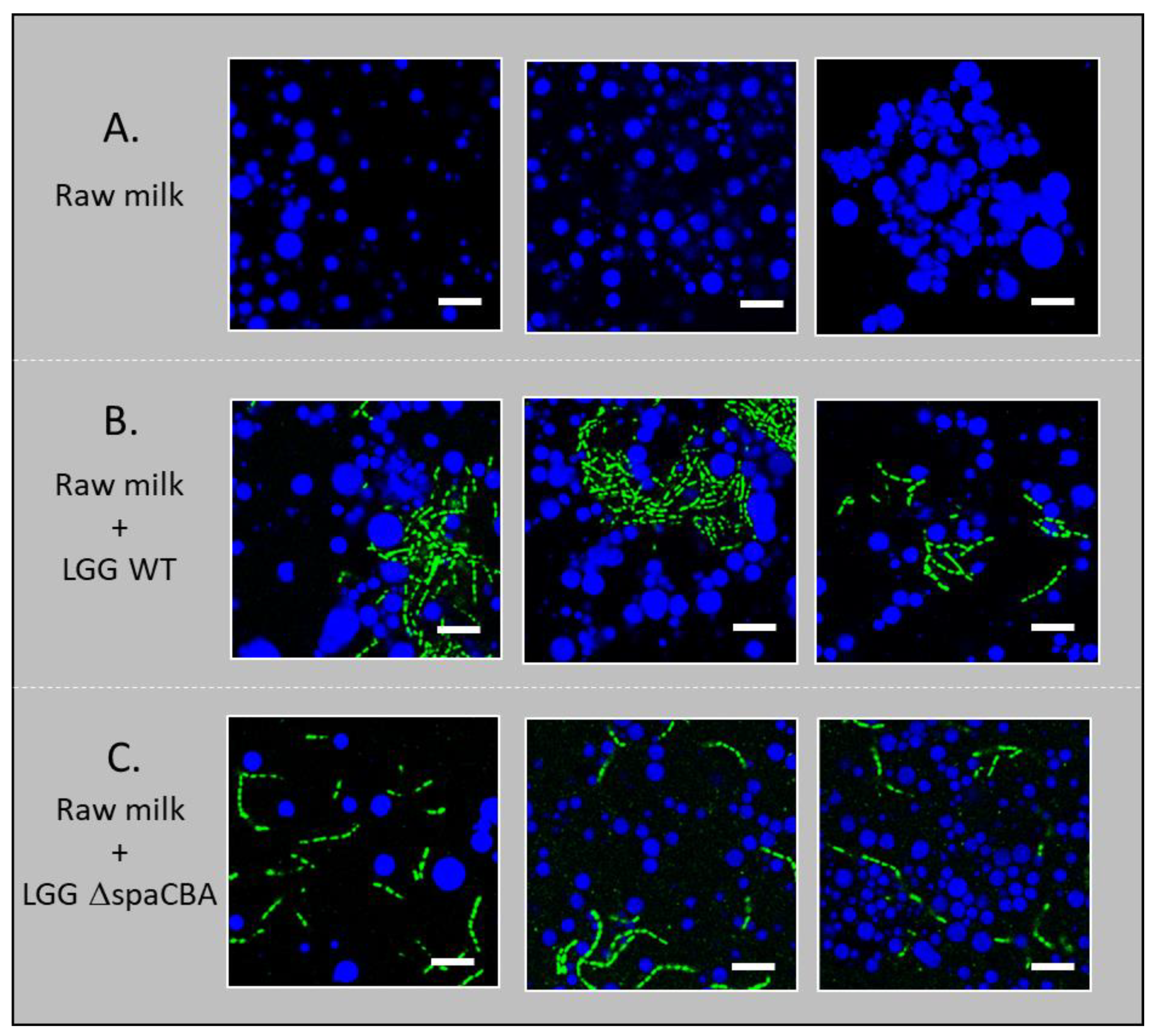Foods 10 00991 g003 Foods 10 00991 g003