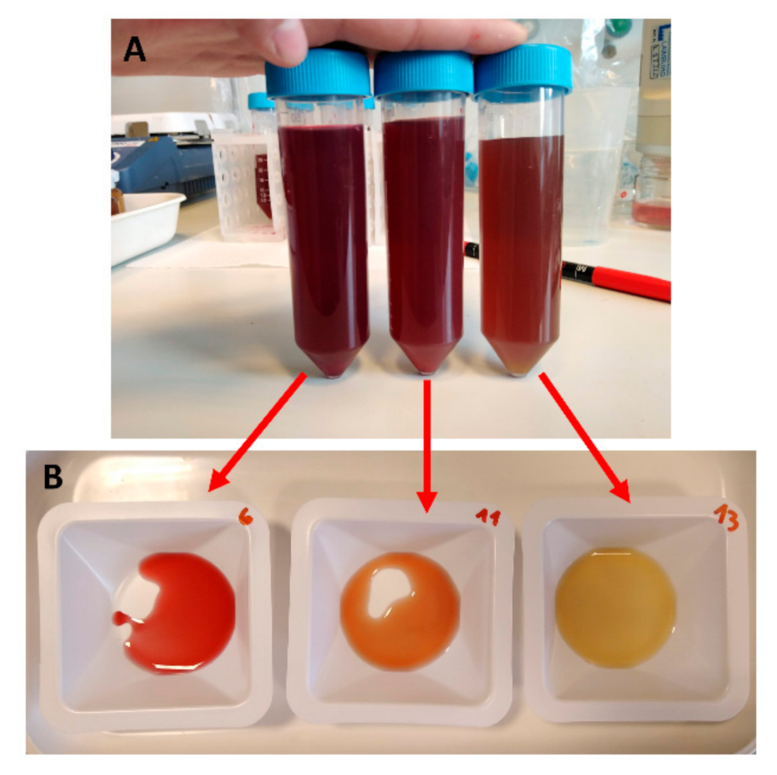 Foods 10 01052 g004 Foods 10 01052 g004