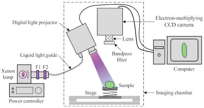 Foods Free Full Text Detection Of Chilling Injury In Pickling Cucumbers Using Dual Band Chlorophyll Fluorescence Imaging Html