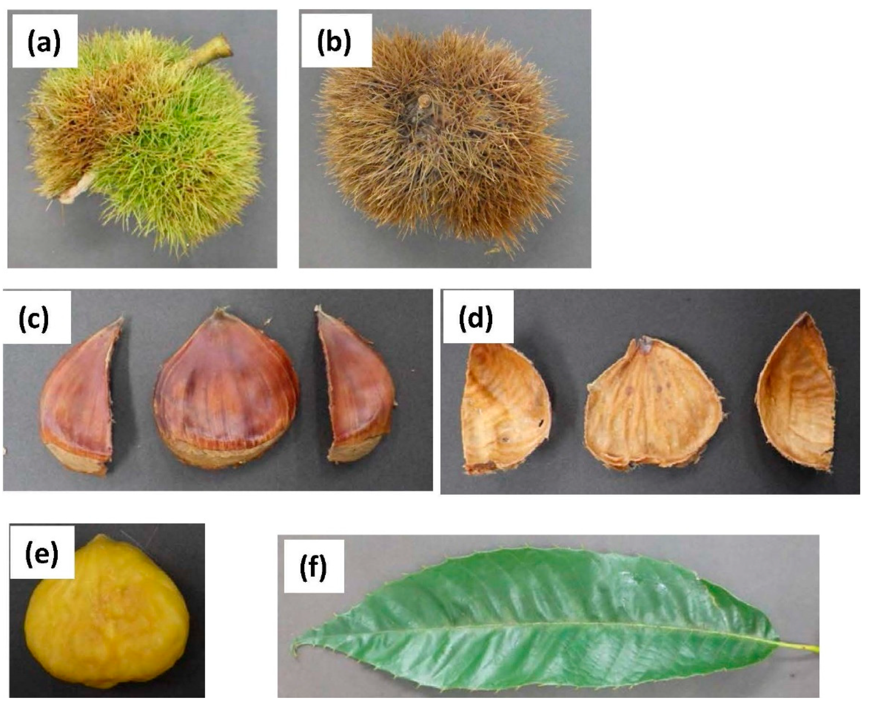 Foods 10 01141 g001 Foods 10 01141 g001