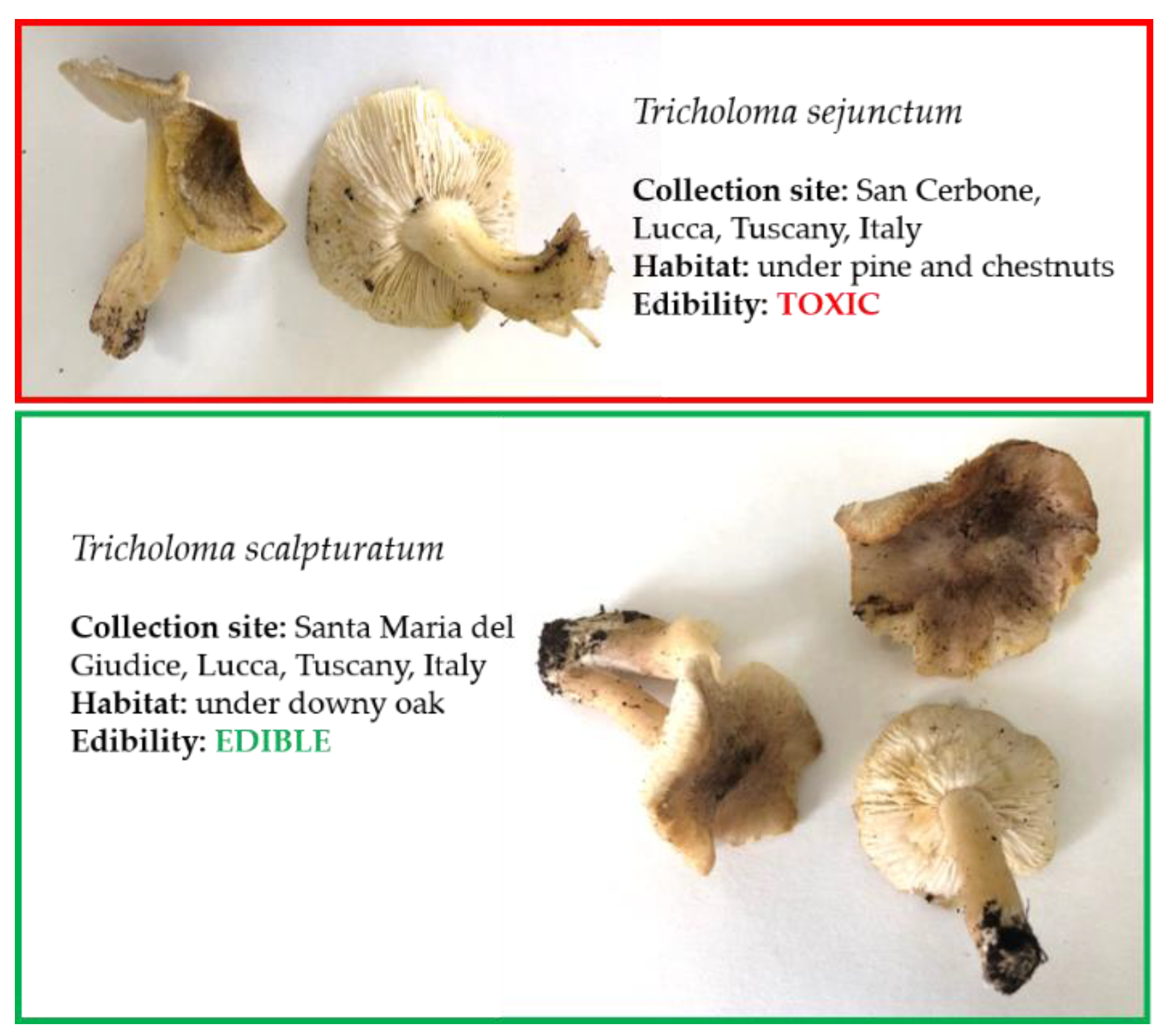Foods Free Full Text Building Of An Internal Transcribed Spacer Its Gene Dataset To Support The Italian Health Service In Mushroom Identification Html Foods Free Full Text Building Of An Internal Transcribed Spacer Its Gene Dataset To Support The Italian Health Service In Mushroom Identification Html