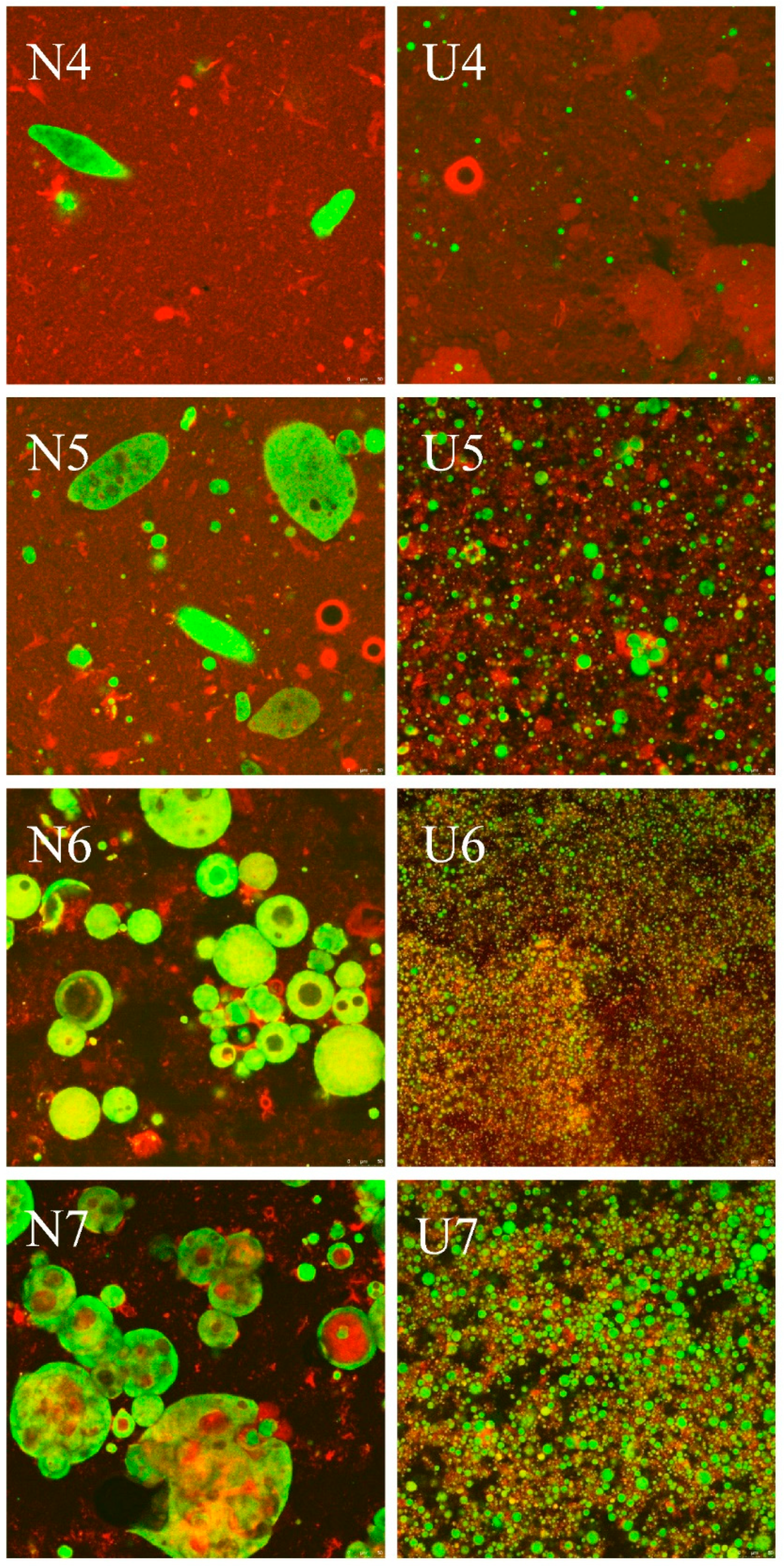 Foods 10 01201 g003b