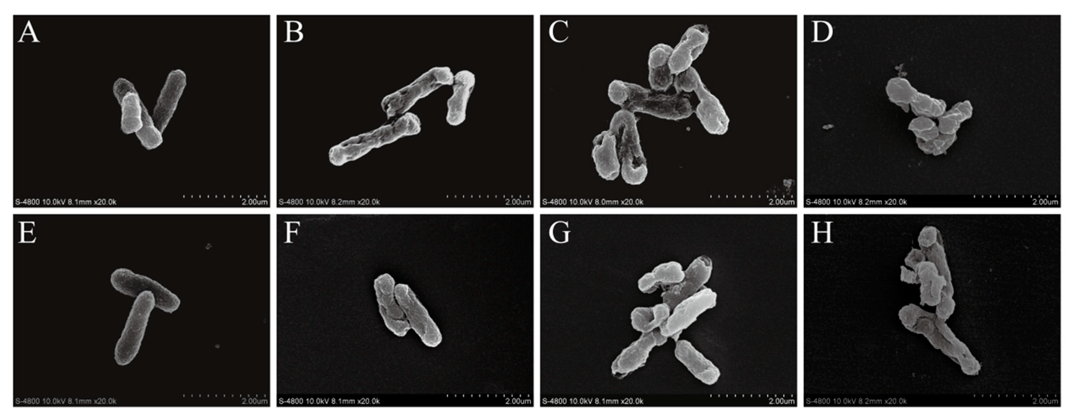 Foods 10 01211 g008 Foods 10 01211 g008