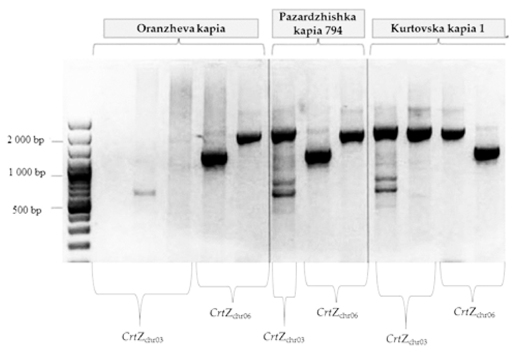 Foods 10 01225 g005 Foods 10 01225 g005