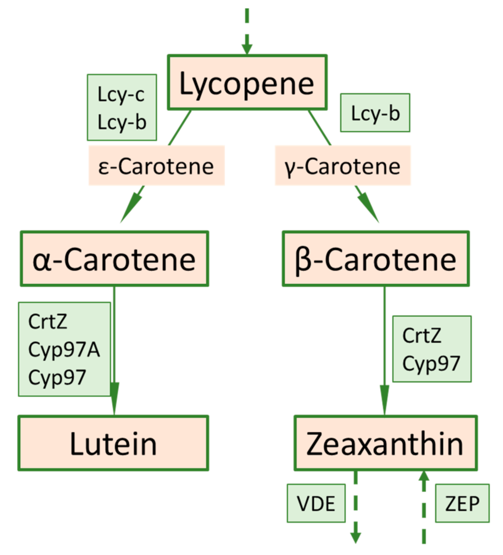 Foods 10 01225 g007 Foods 10 01225 g007