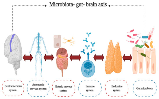 Impact of the Gut Microbiota Balance on the Health–Disease Relationship ...
