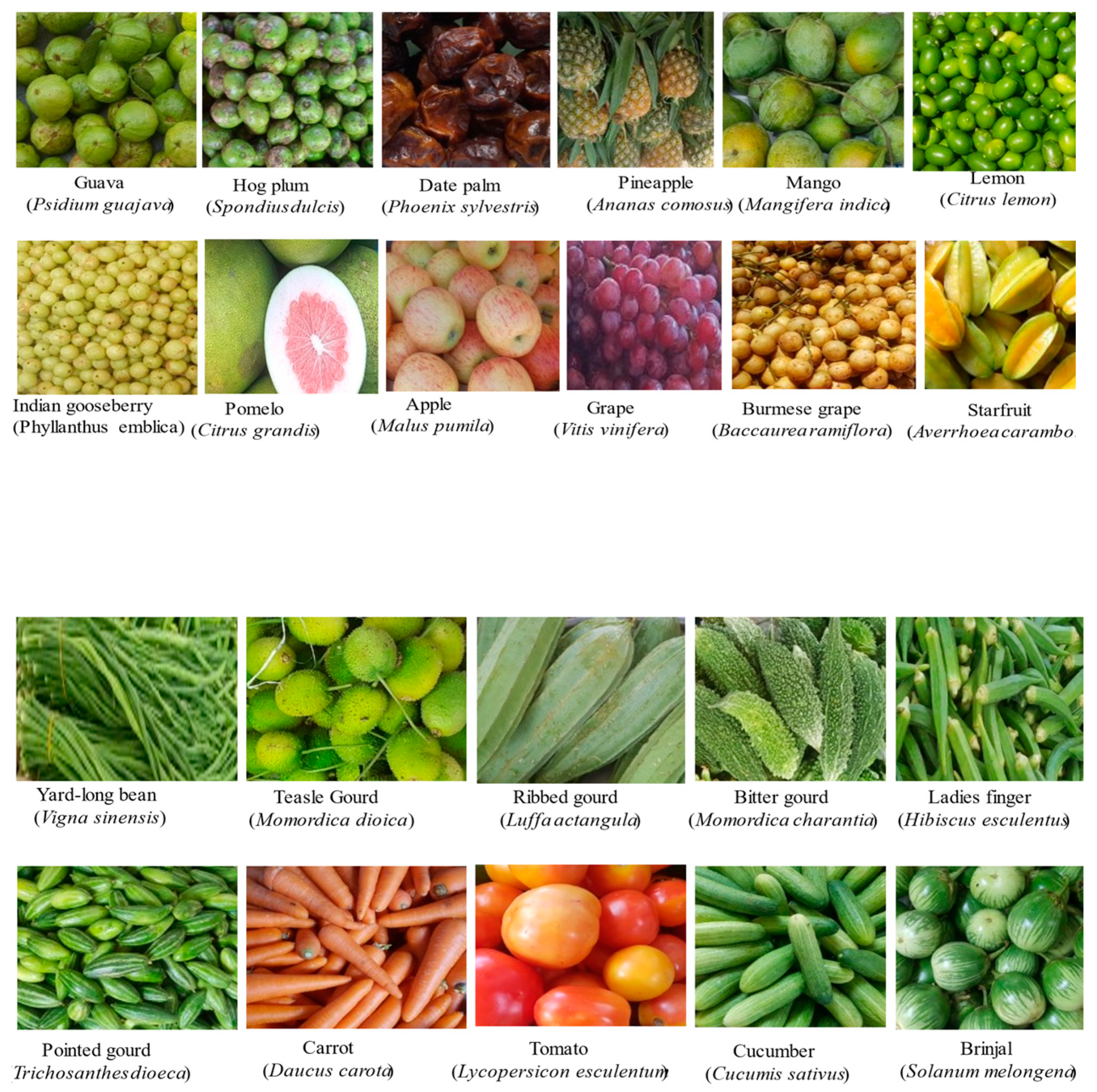 Foods | Free Full-Text | Microbial Quality Assessment and Efficacy of Low-Cost Disinfectants on Fresh Fruits and Vegetables Collected from Urban Areas of Dhaka, Bangladesh Foods | Free Full-Text | Microbial Quality Assessment and Efficacy of Low-Cost Disinfectants on Fresh Fruits and Vegetables Collected from Urban Areas of Dhaka, Bangladesh