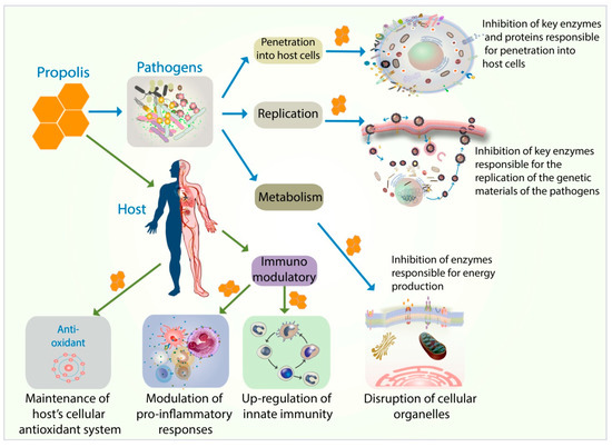 Toxoplasma - ronaykuria.hu