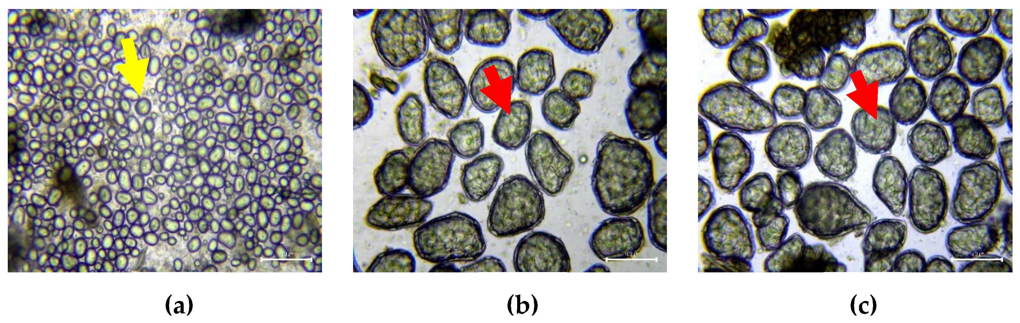 Foods 10 01368 g002 Foods 10 01368 g002