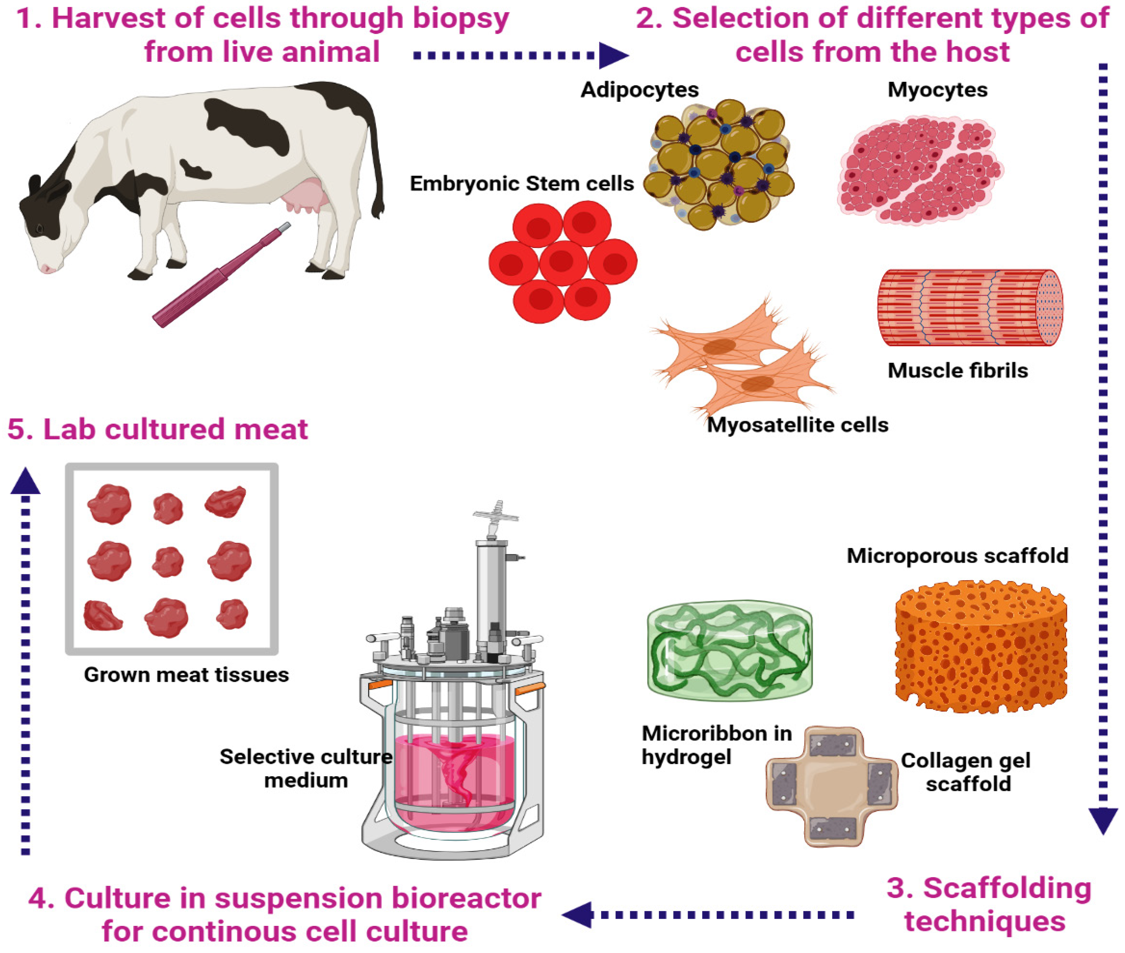 Steakholder Meets: Kashrut and the cultivated meat industry - Steakholder  Foods