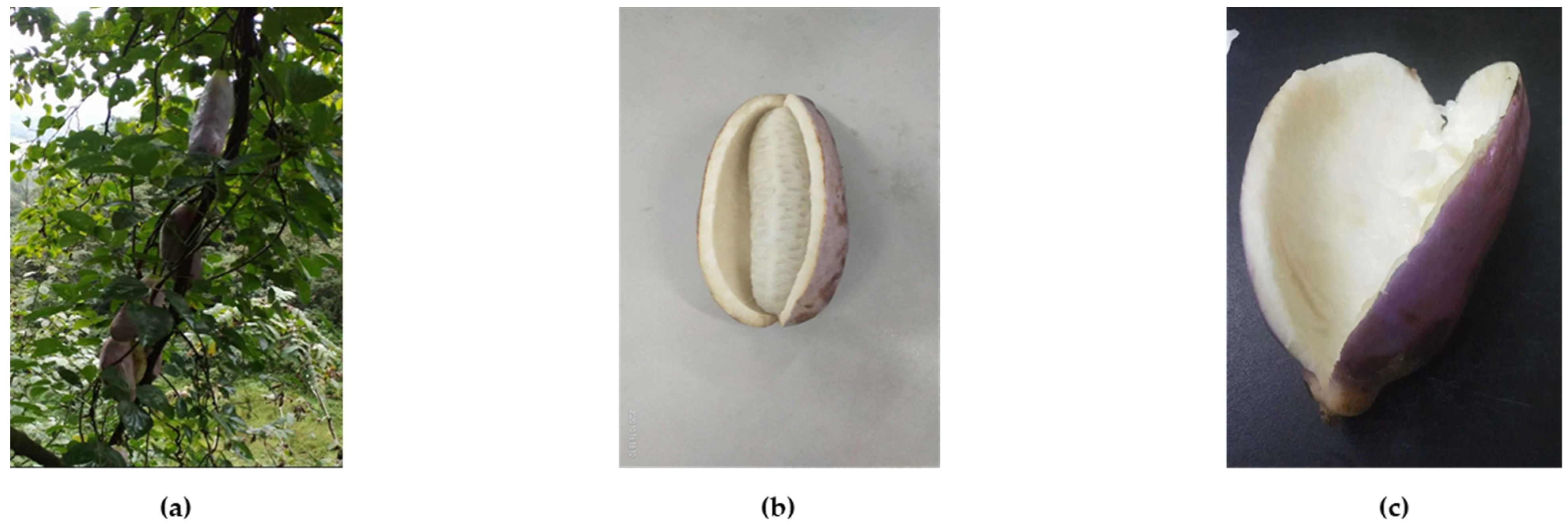 Foods 10 01432 g001 550