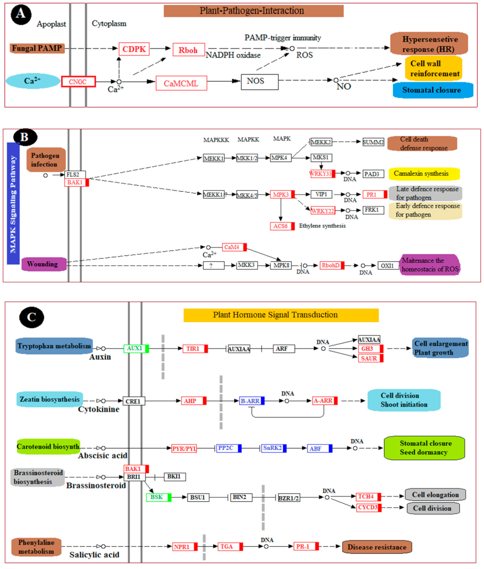 Foods 10 01451 g006a