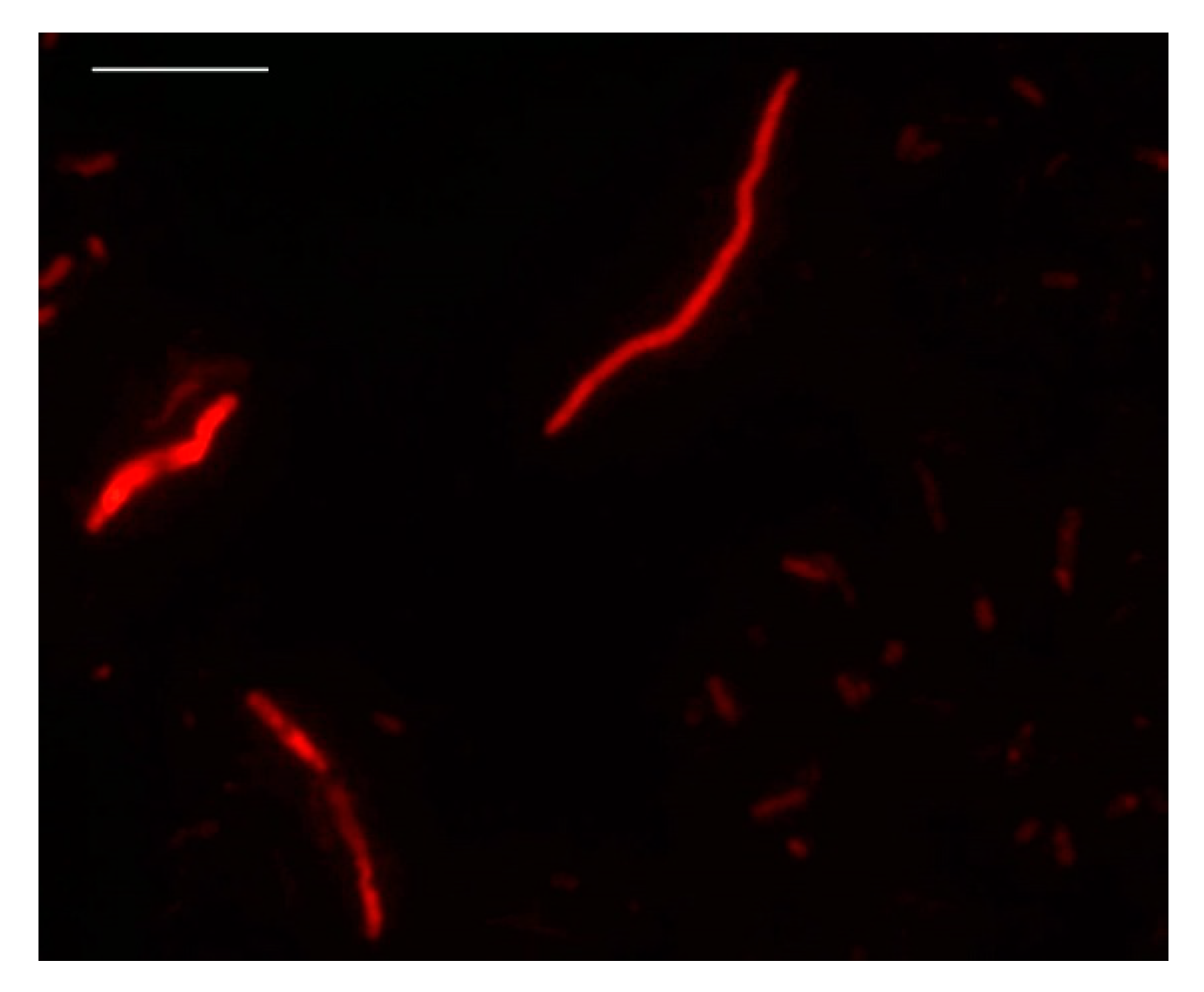 Foods 10 01502 g002 Foods 10 01502 g002