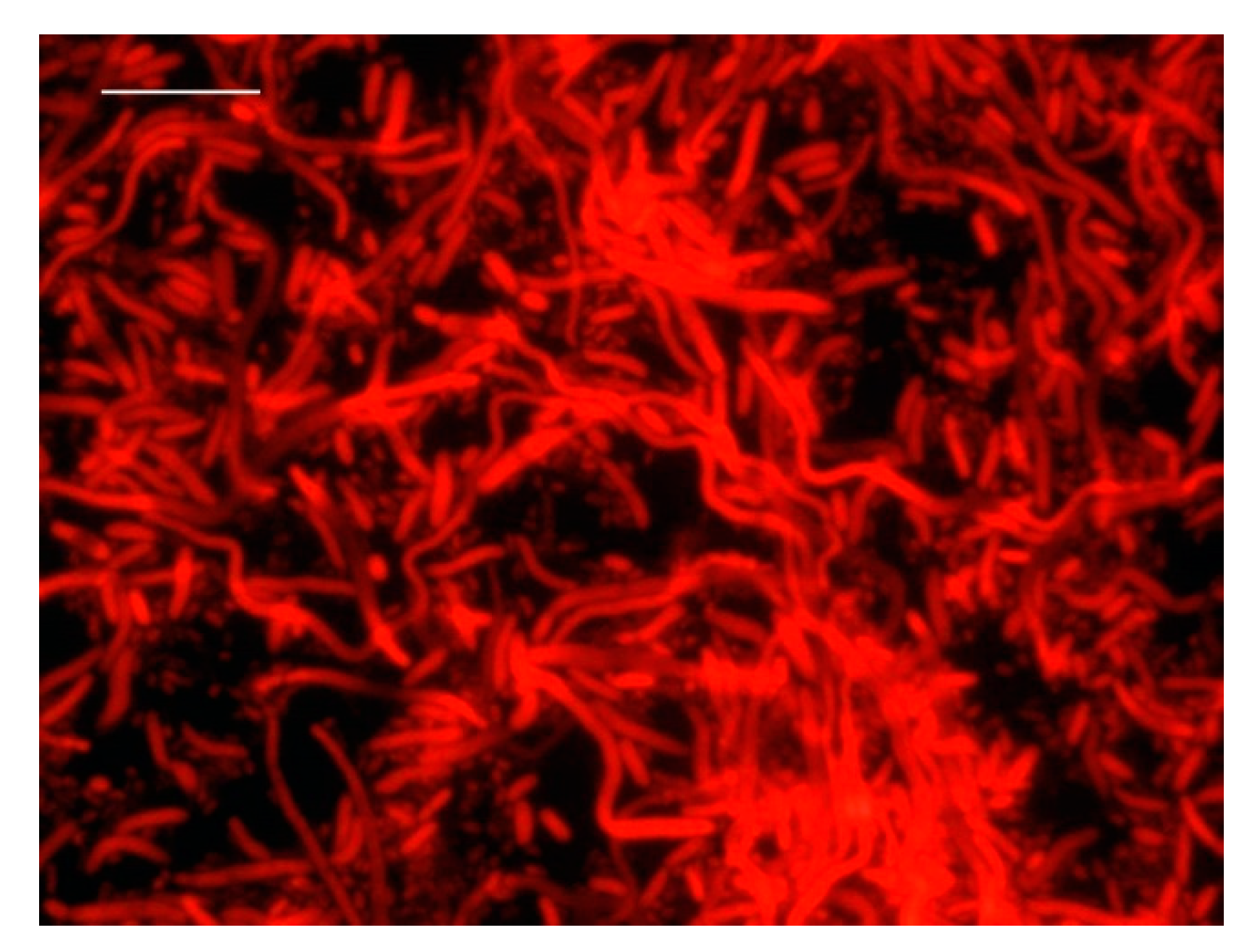 Foods 10 01502 g003 Foods 10 01502 g003