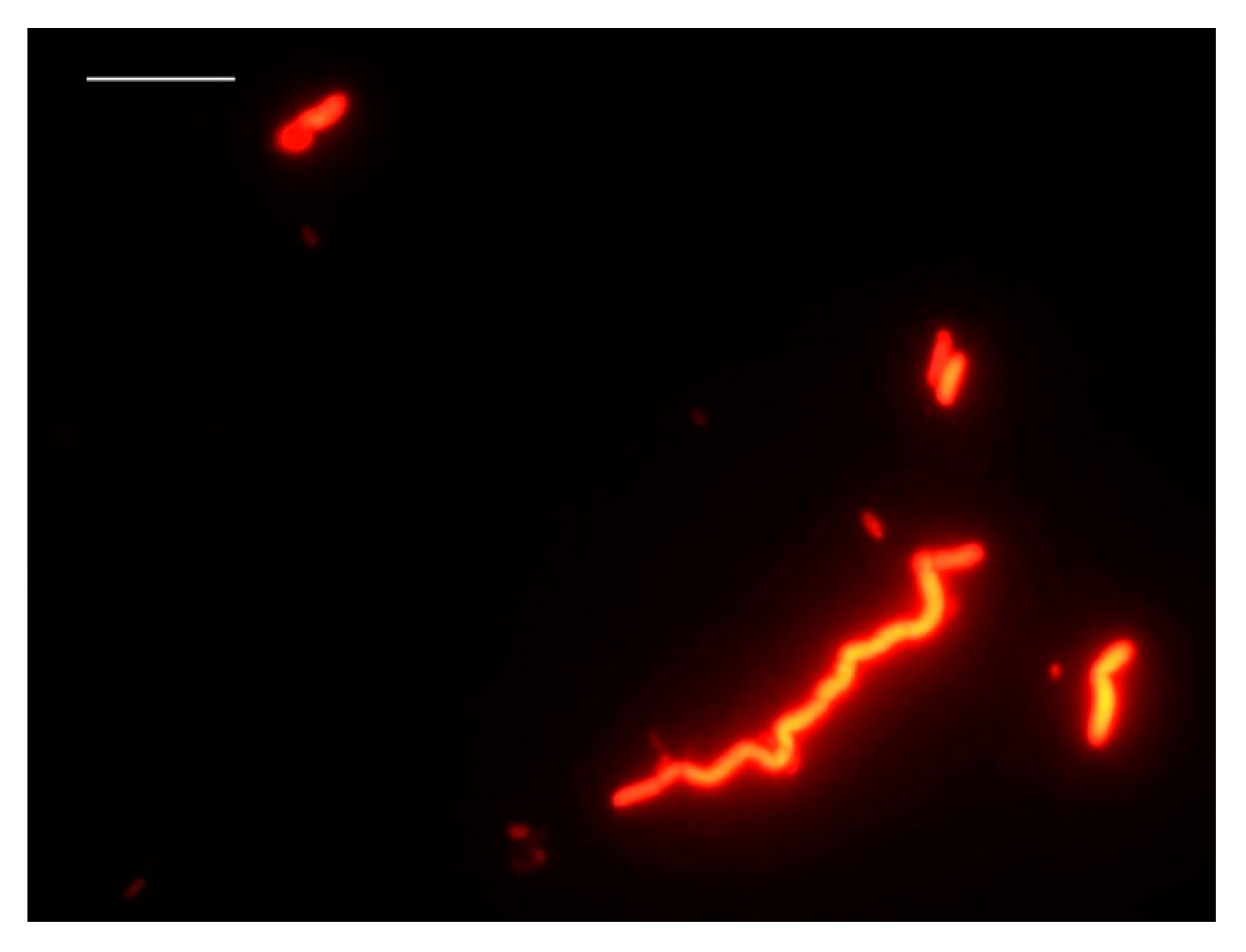 Foods 10 01502 g004 Foods 10 01502 g004