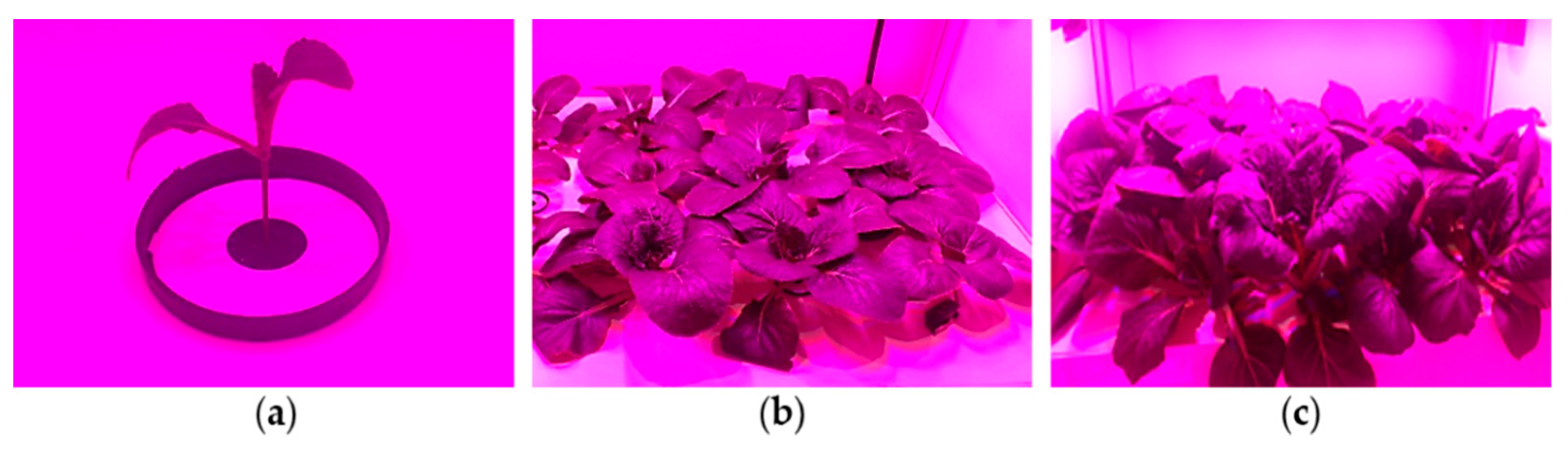 Foods 10 01524 g004 Foods 10 01524 g004