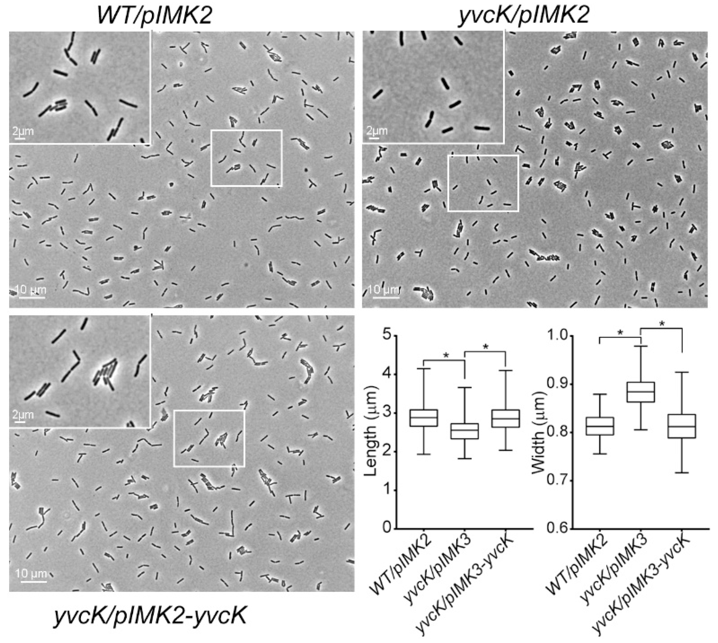 Foods 10 01666 g004 Foods 10 01666 g004