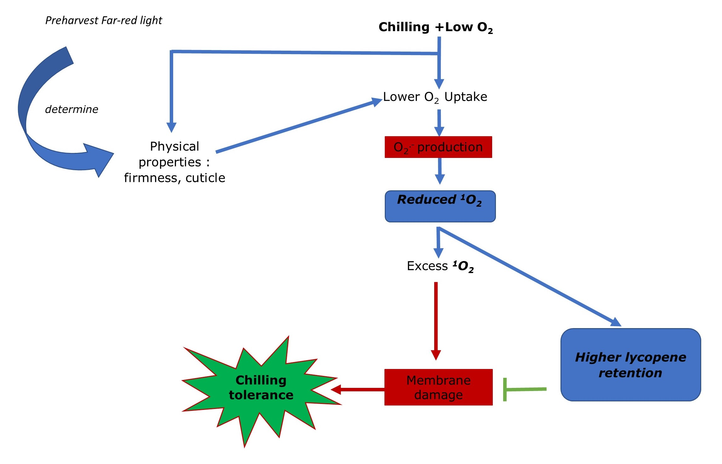 Foods Free FullText Low Oxygen Storage Improves Tomato Postharvest