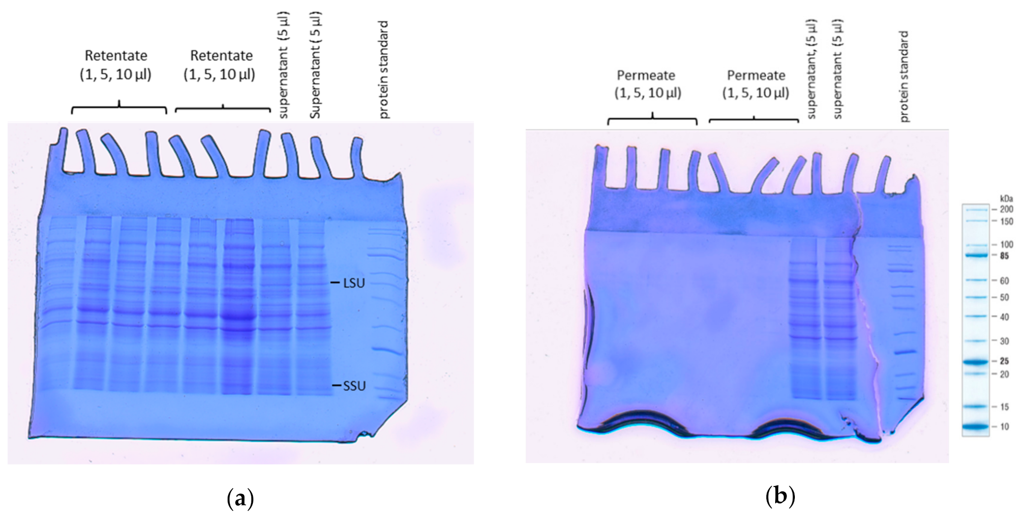 Foods 10 01714 g004 Foods 10 01714 g004