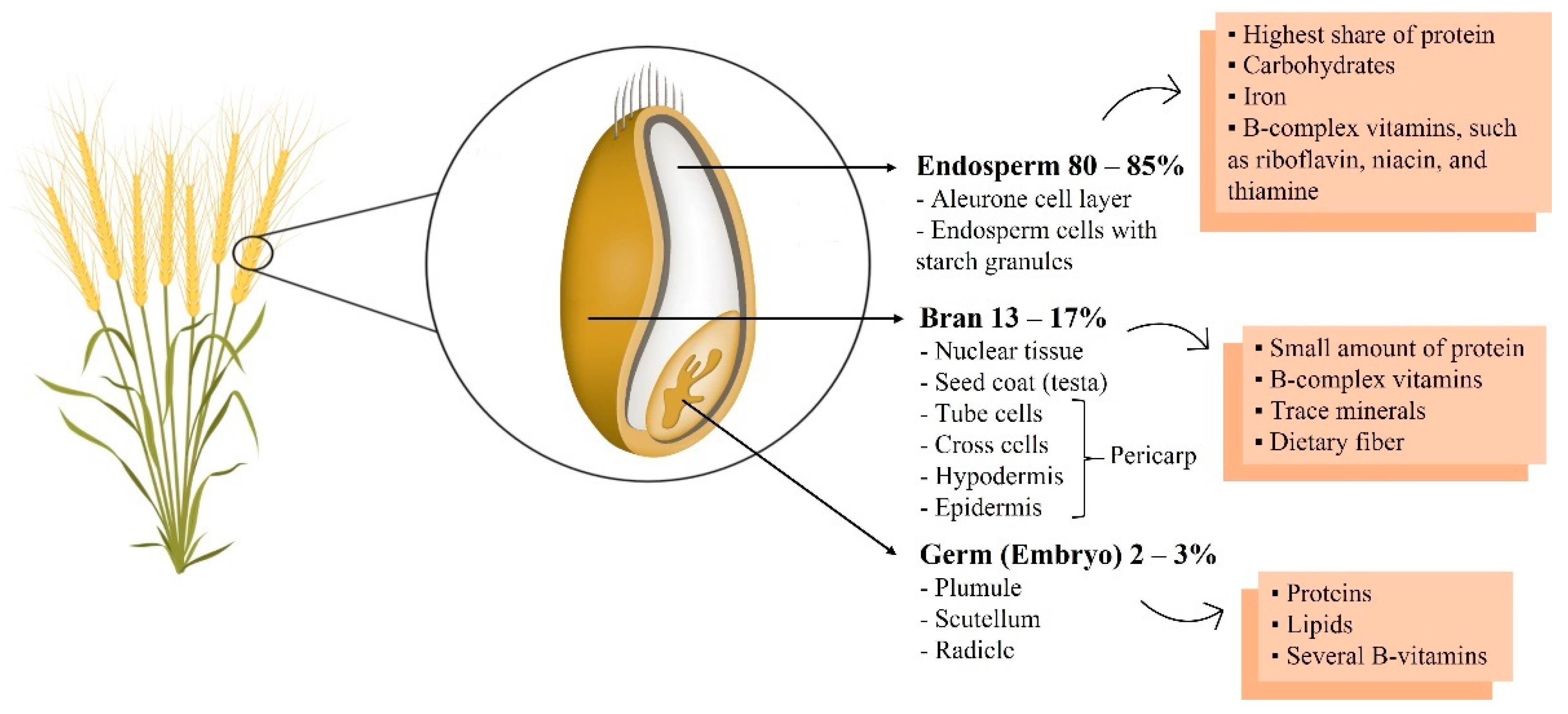 I. Introduction to Endosperm