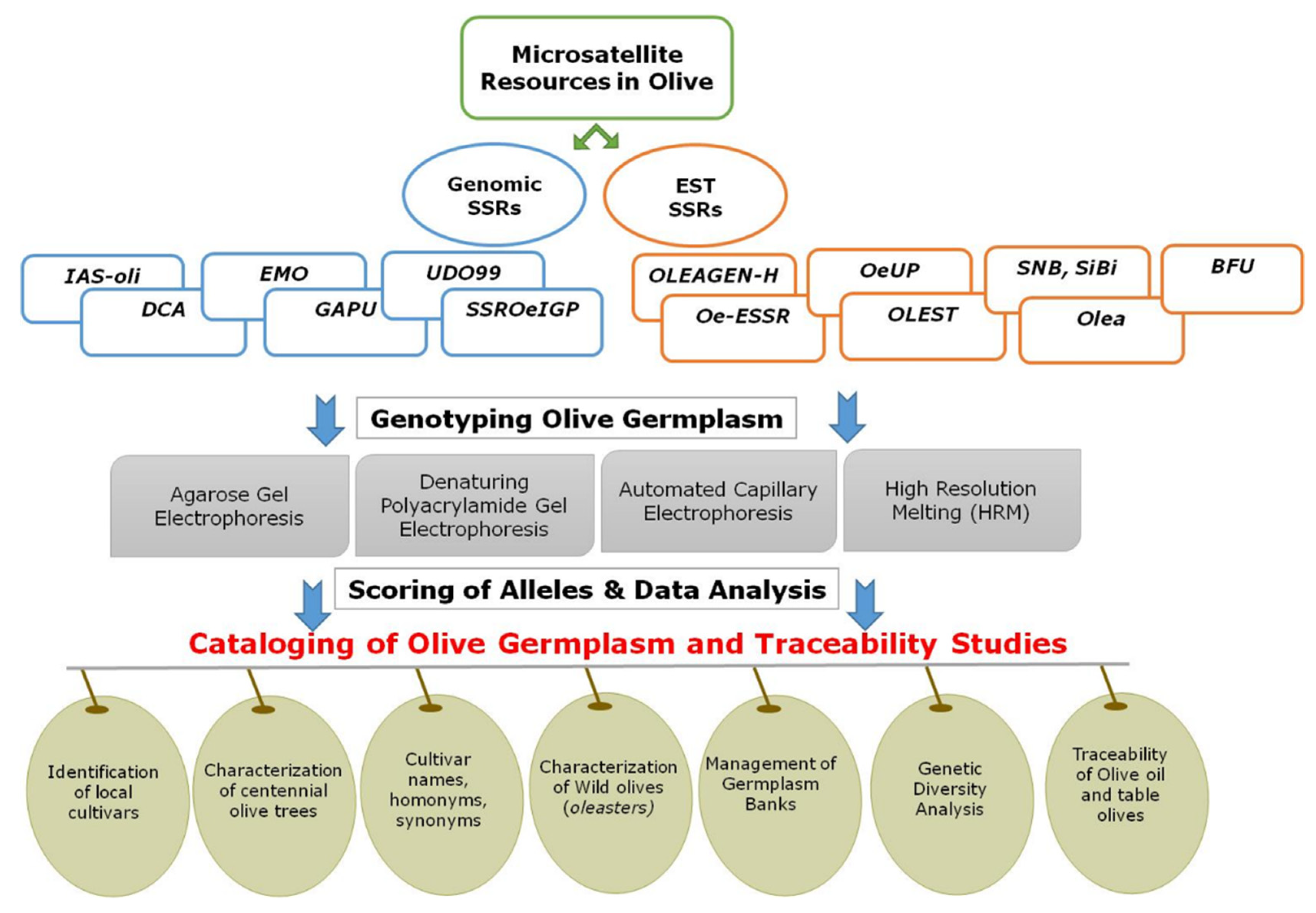 Foods 10 01907 g001 Foods 10 01907 g001