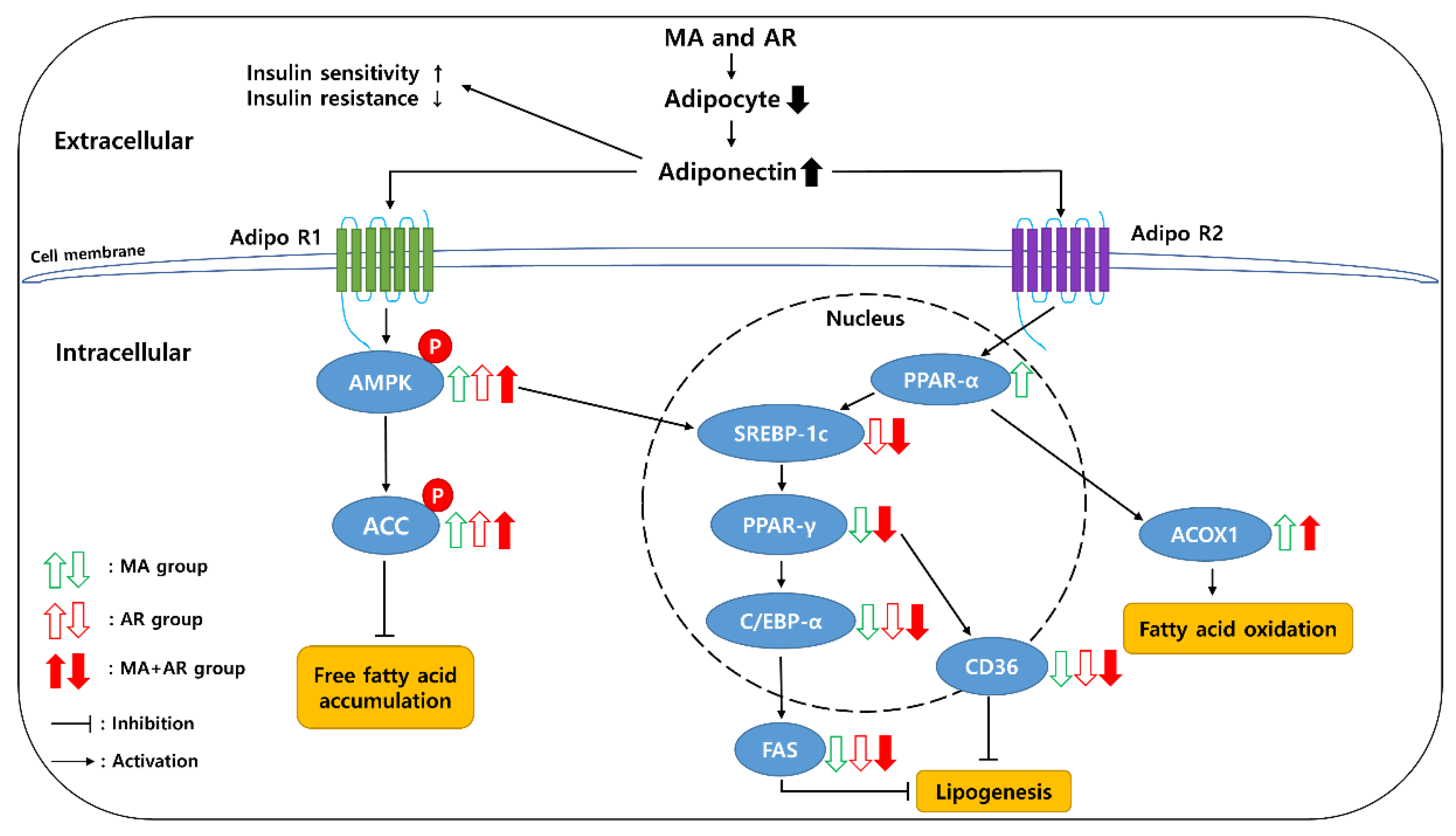 Foods 10 01914 g007 550