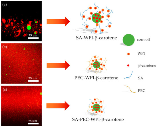 Exploration of the Microstructure and Rheological Properties