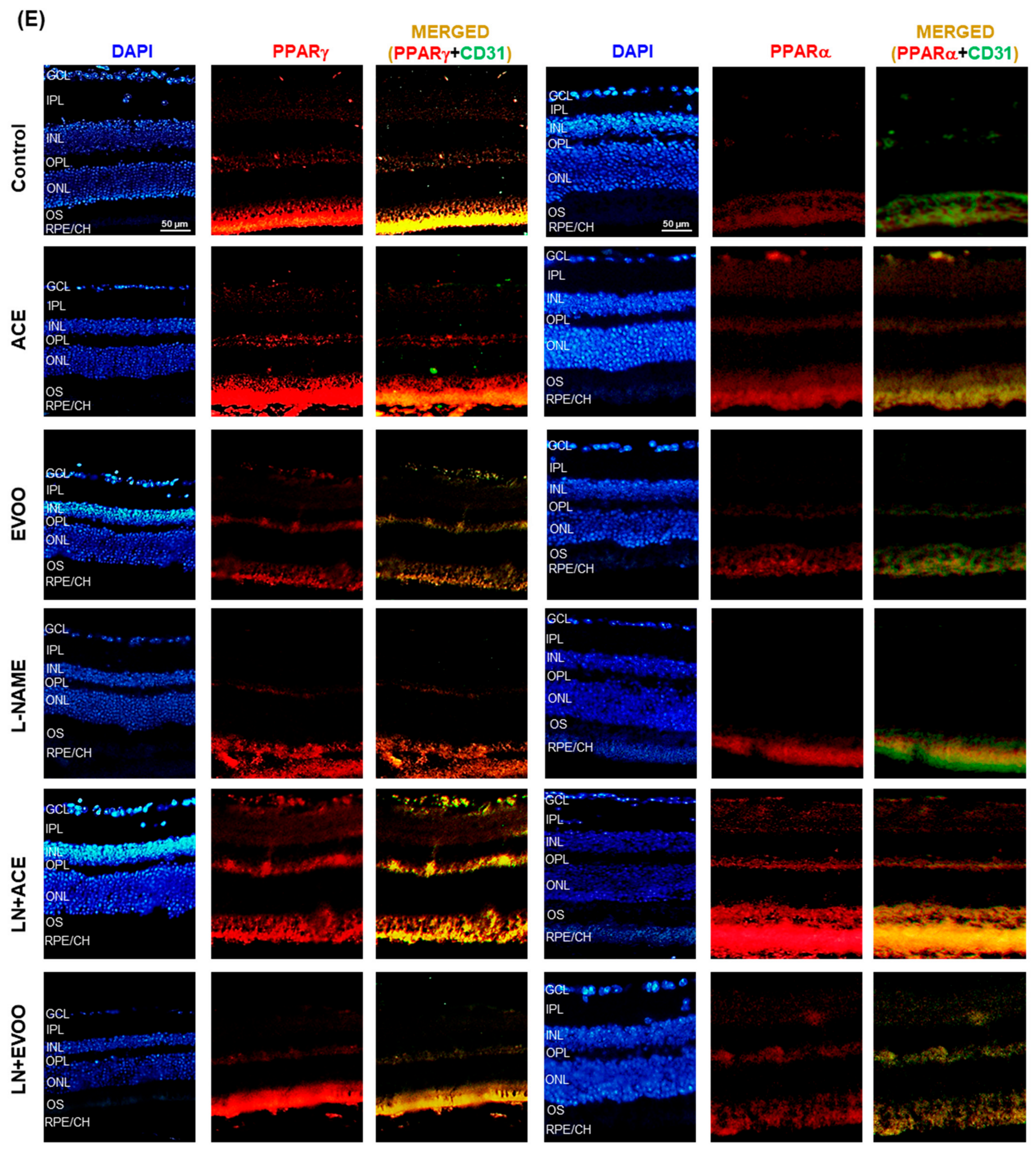 Foods 10 01993 g003b