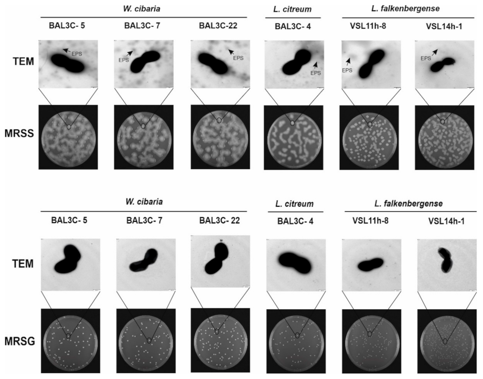 Foods 10 02004 g003 Foods 10 02004 g003