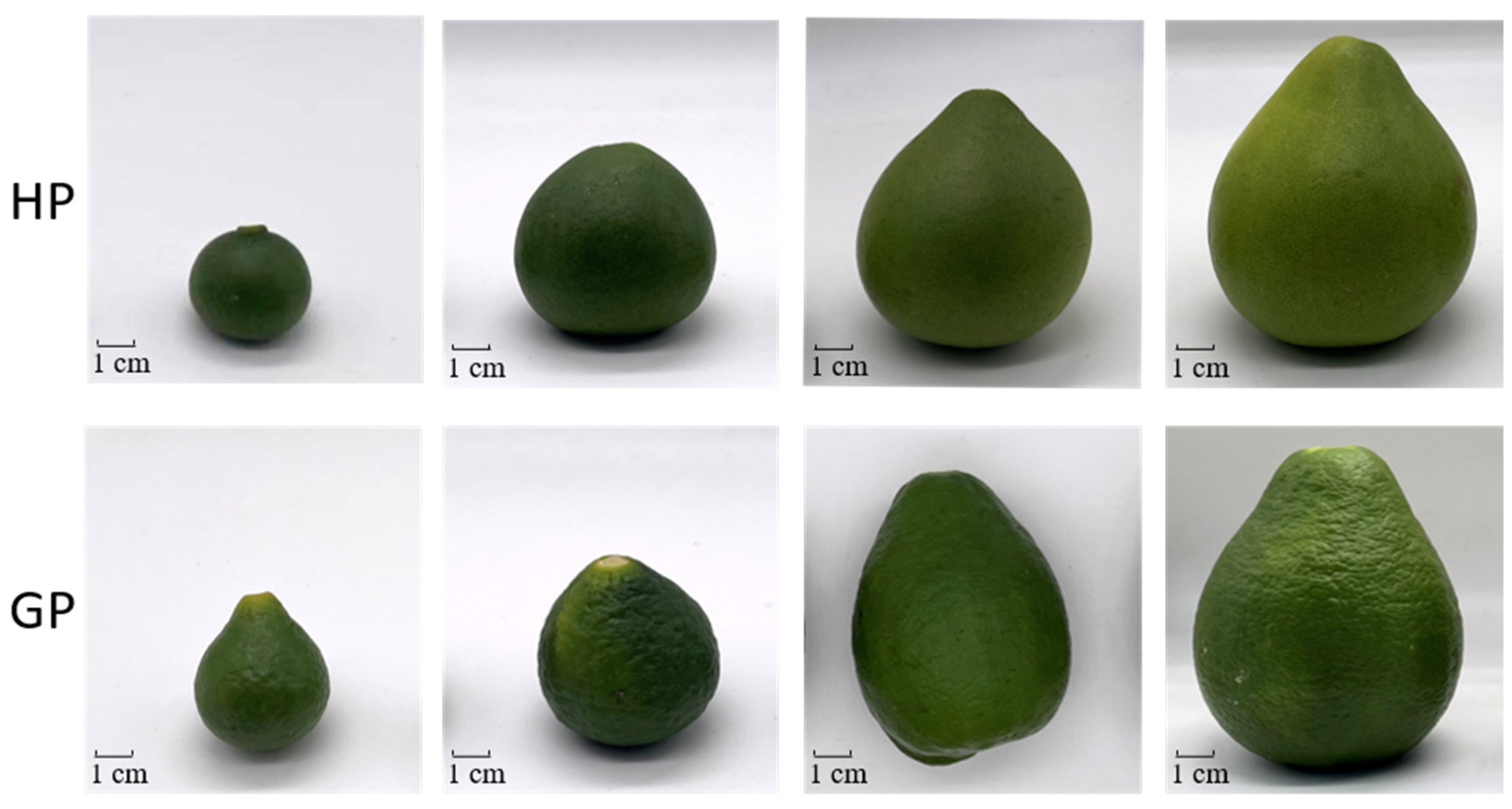 Tocochromanols and Chlorophylls Accumulation in Young Pomelo (Citrus