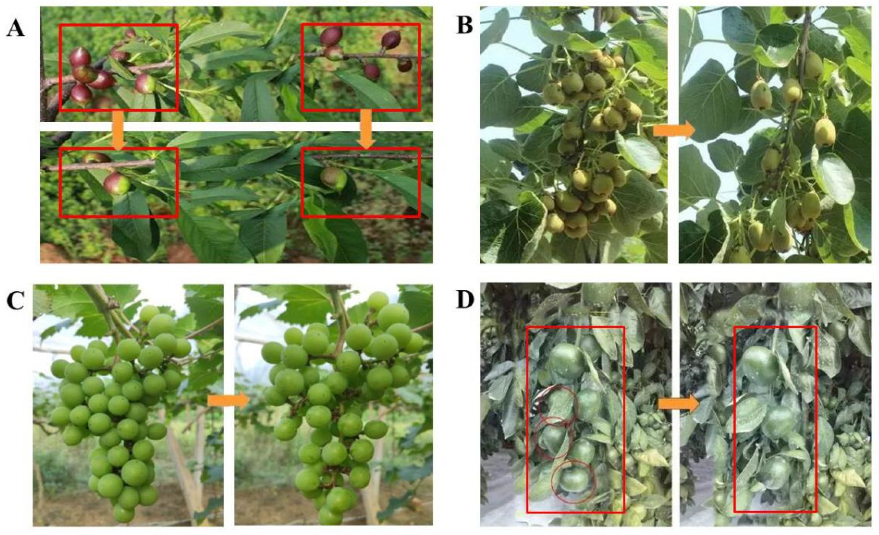 Foods Free Full Text Comprehensive Utilization Of Thinned Unripe Fruits From Horticultural Crops Html Foods Free Full Text Comprehensive Utilization Of Thinned Unripe Fruits From Horticultural Crops Html