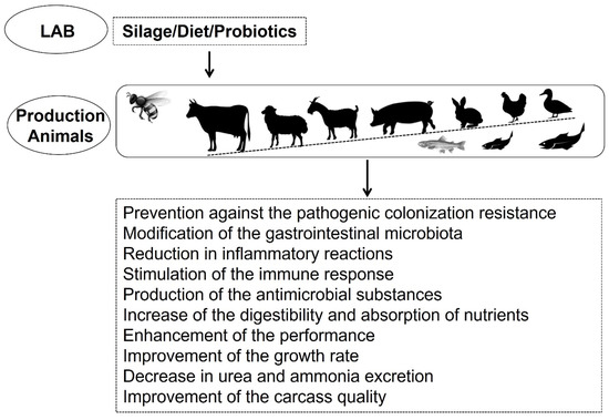 foods free full text role of exposure to lactic acid bacteria from foods of animal origin in human health html
