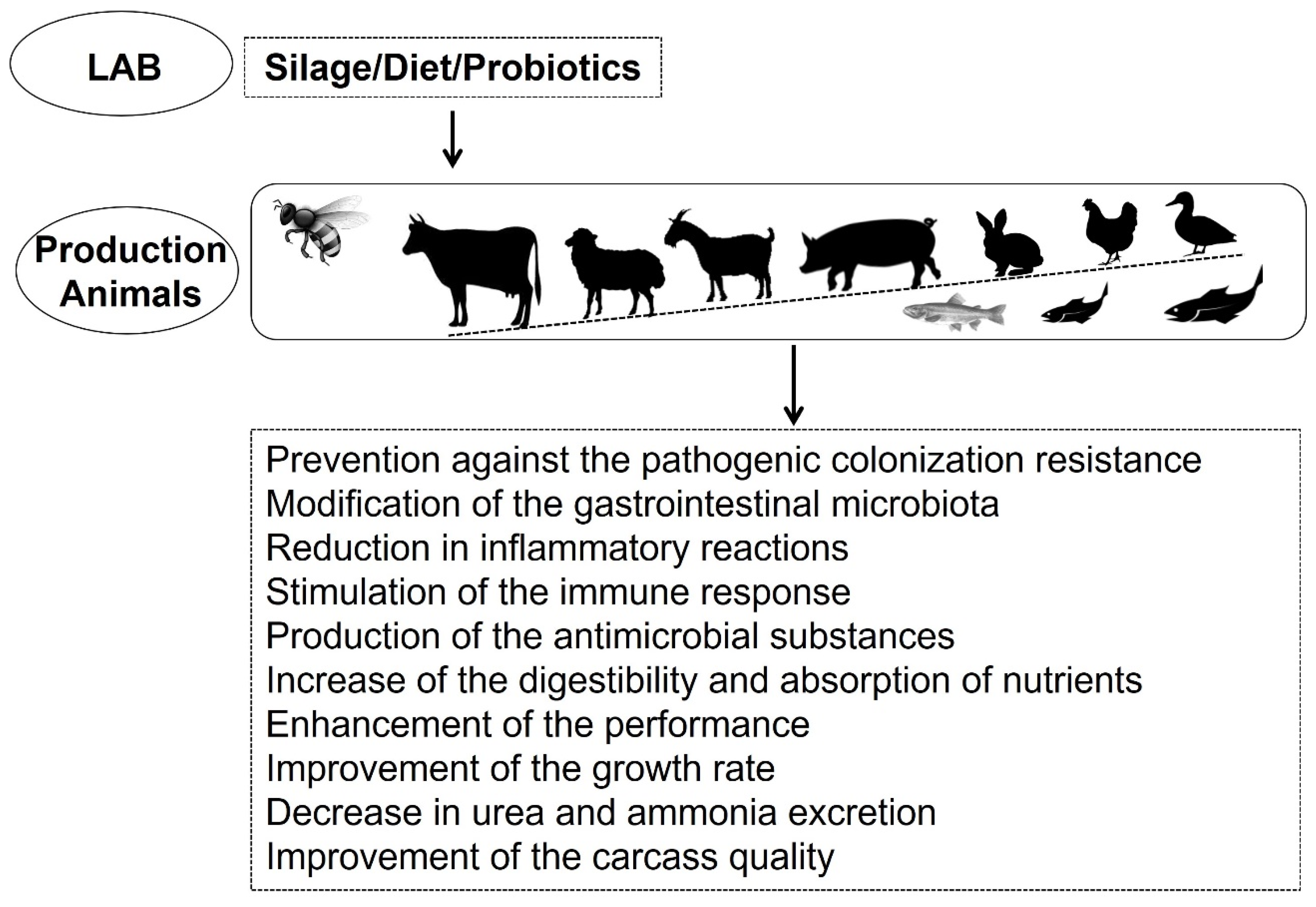 foods free full text role of exposure to lactic acid bacteria from foods of animal origin in human health html