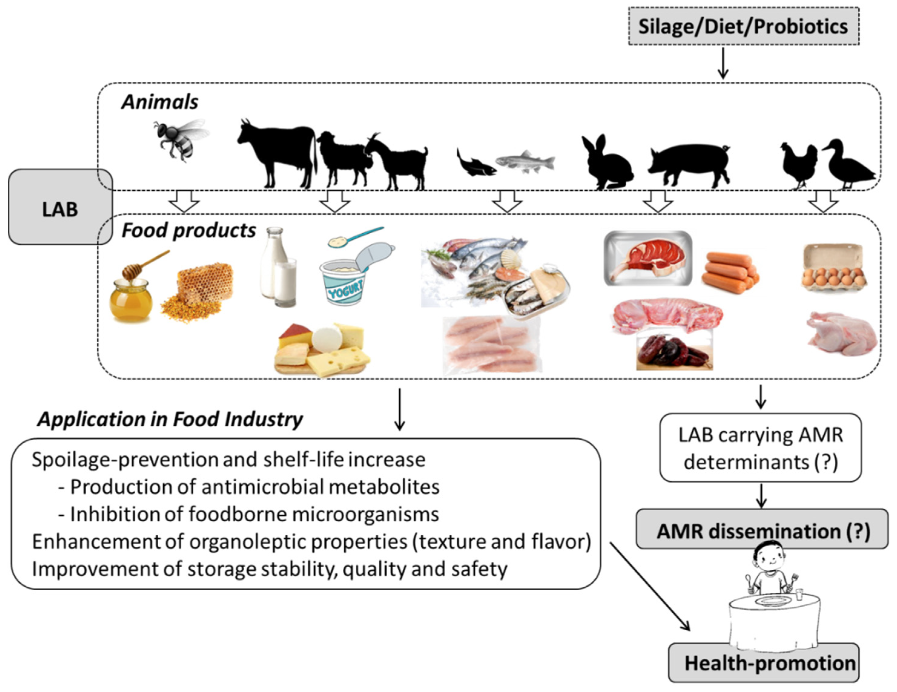 Foods | Free Full-Text | Role of Exposure to Lactic Acid Bacteria from Foods  of Animal Origin in Human Health