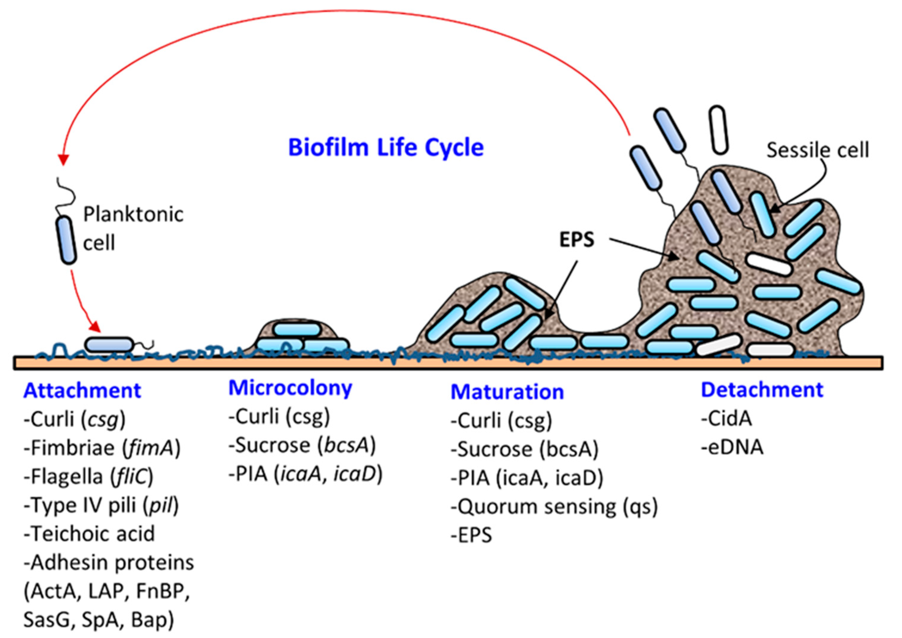 Foods | Free Full-Text | Bacterial Biofilms and Their Implications in