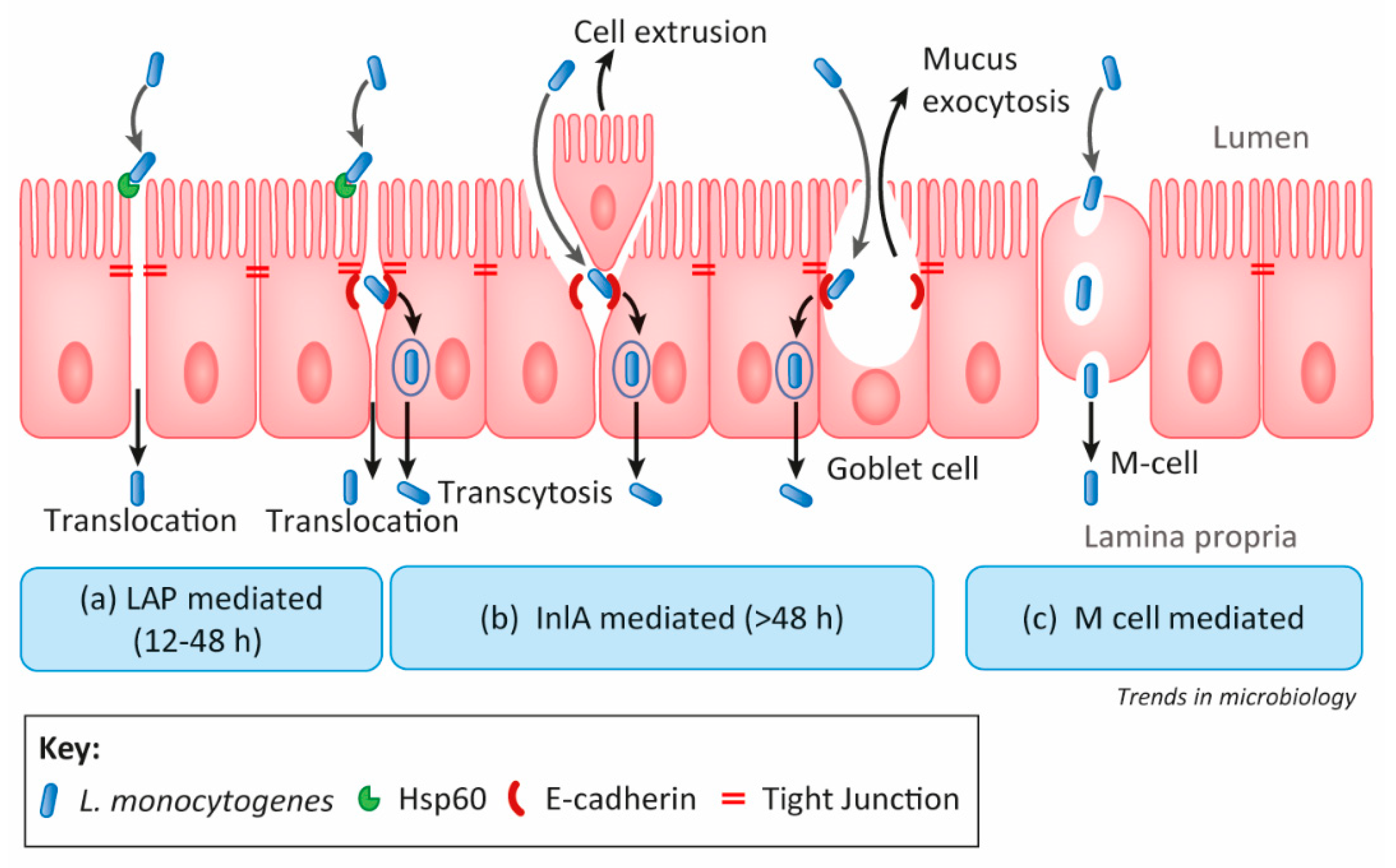 Foods Free Full Text Bacterial Biofilms And Their Implications In Pathogenesis And Food Safety Html Foods Free Full Text Bacterial Biofilms And Their Implications In Pathogenesis And Food Safety Html