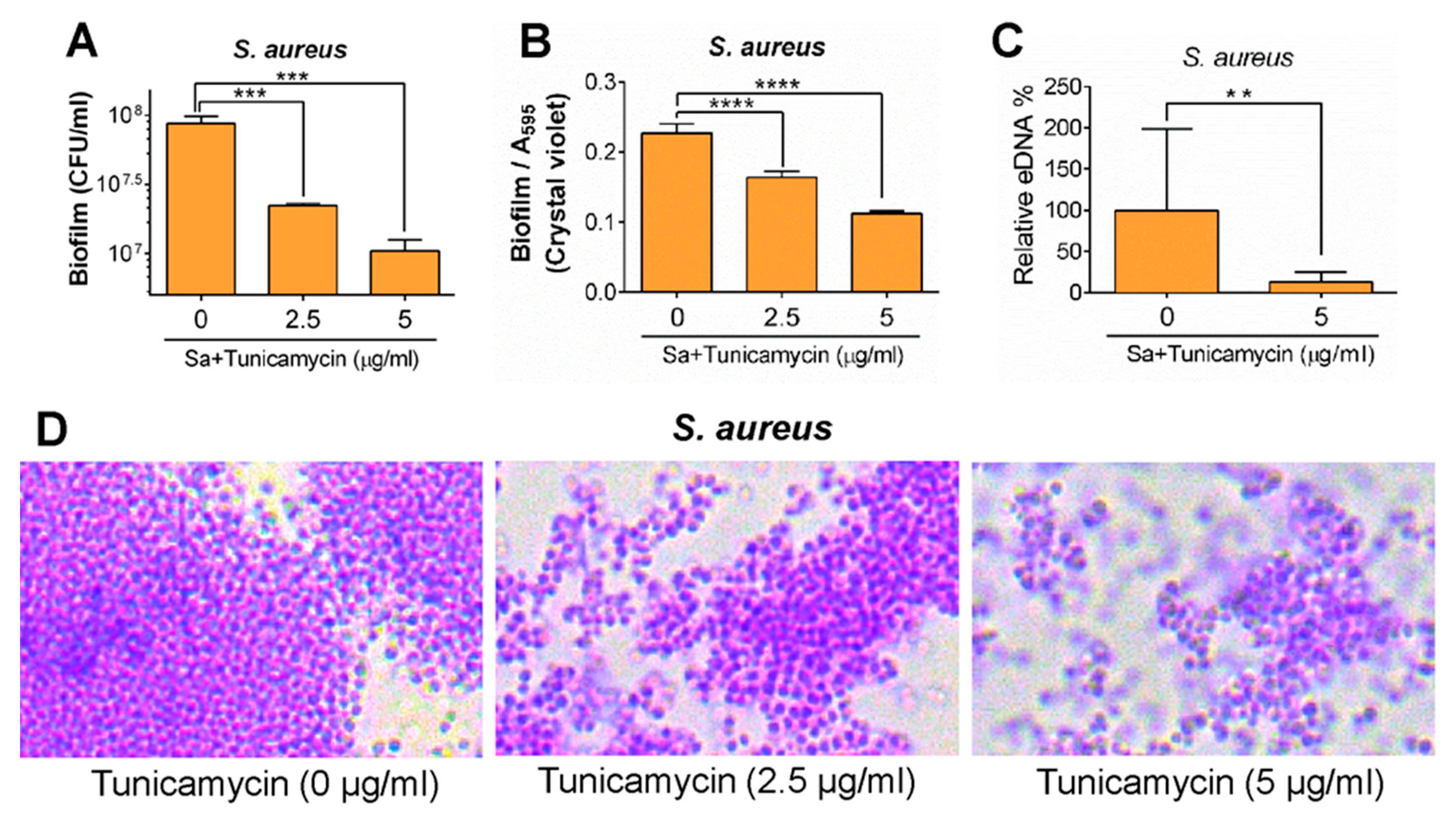 Foods Free Full Text Bacterial Biofilms And Their Implications In Pathogenesis And Food Safety Html Foods Free Full Text Bacterial Biofilms And Their Implications In Pathogenesis And Food Safety Html
