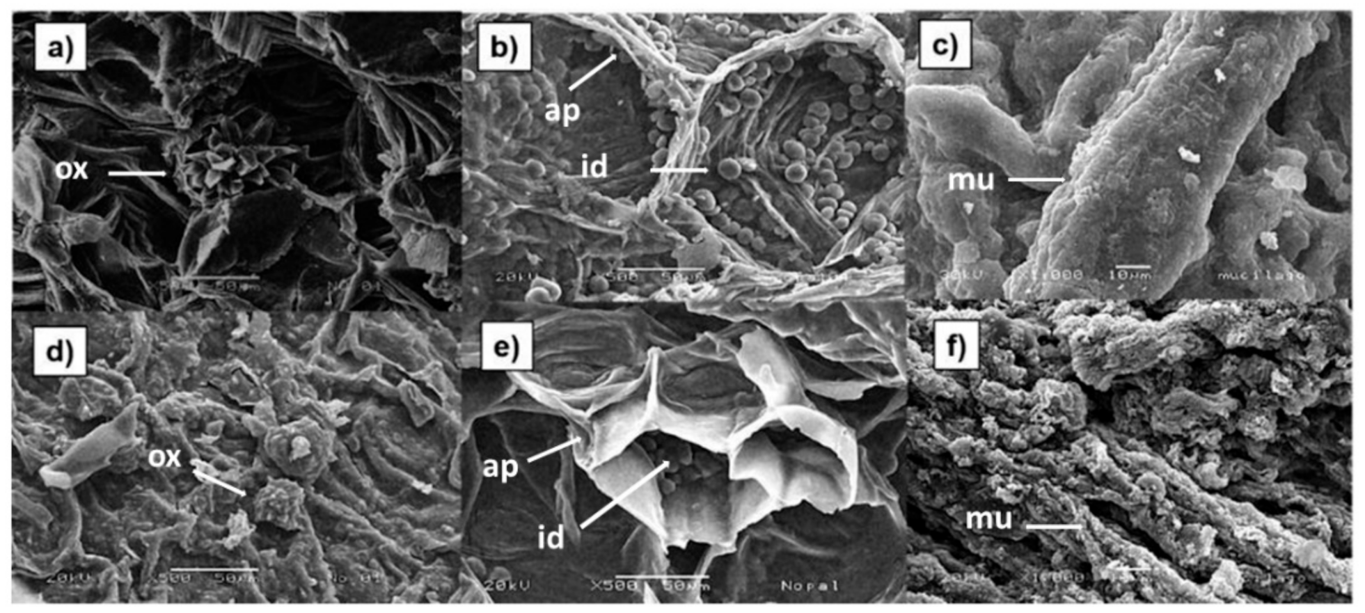 foods free full text comparative analysis of the chemical composition and physicochemical properties of the mucilage extracted from fresh and dehydrated opuntia ficus indica cladodes html