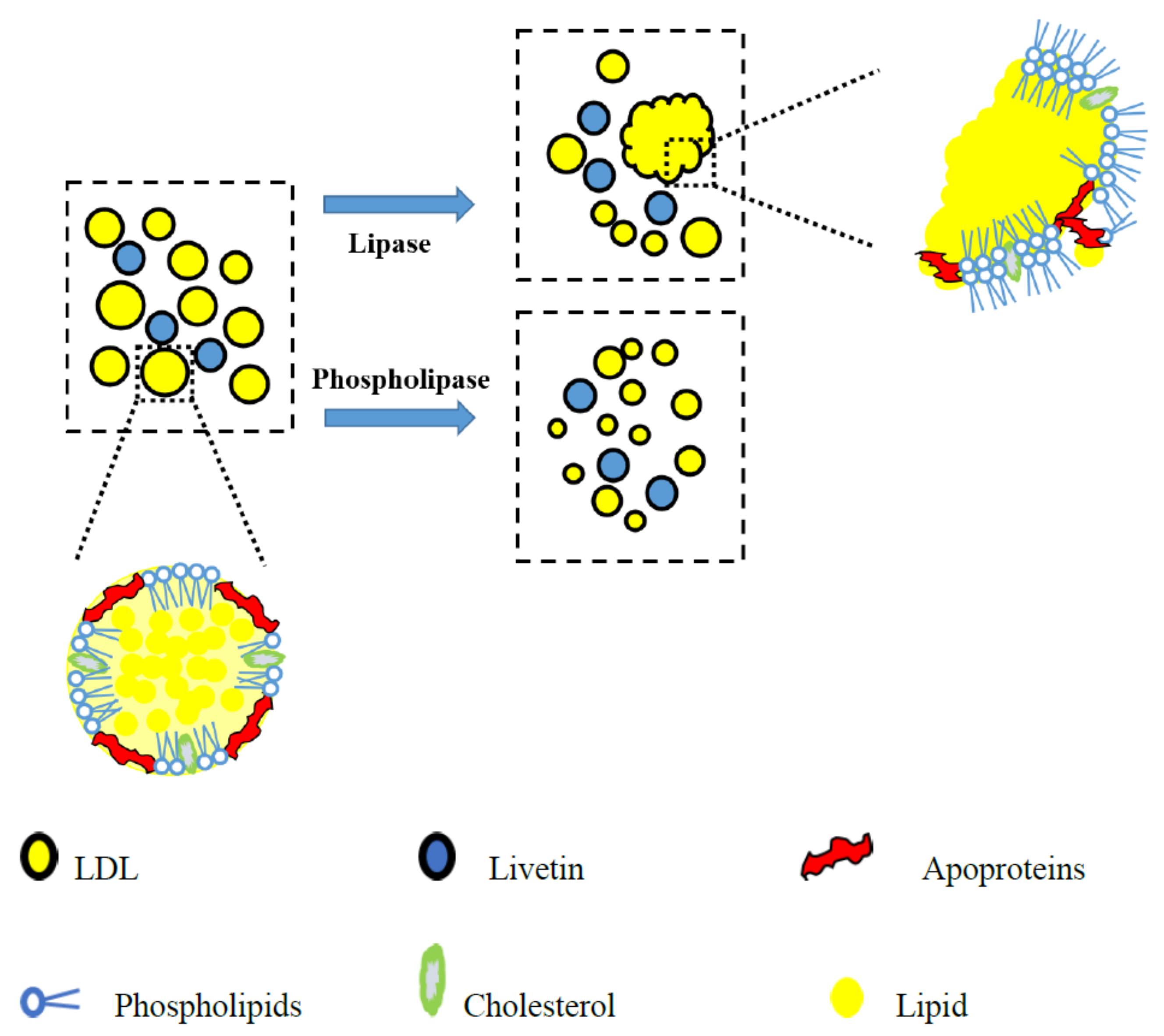 Foods 10 02238 g006 550
