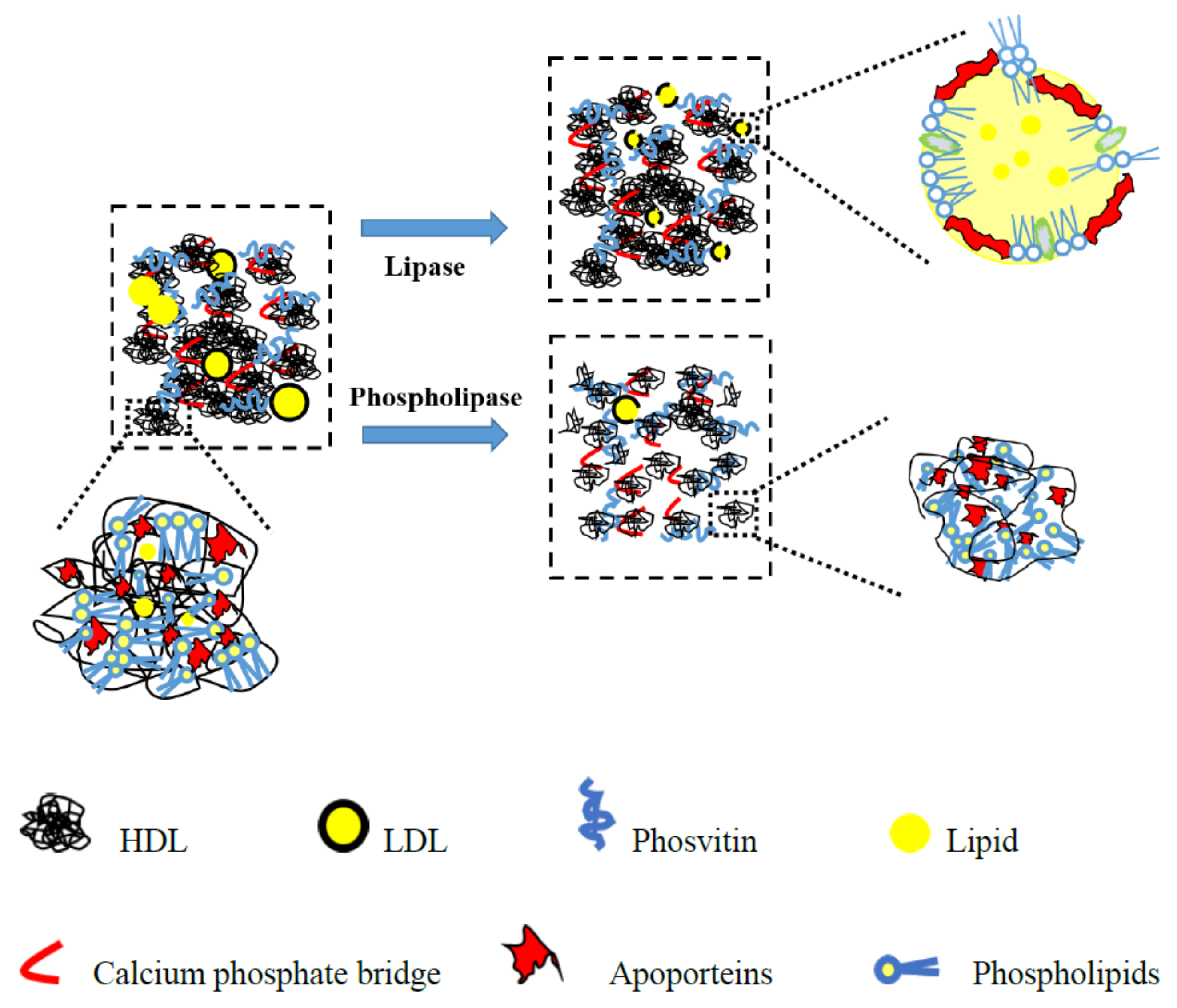Foods Free FullText Comparative Study on Foaming Properties of Egg