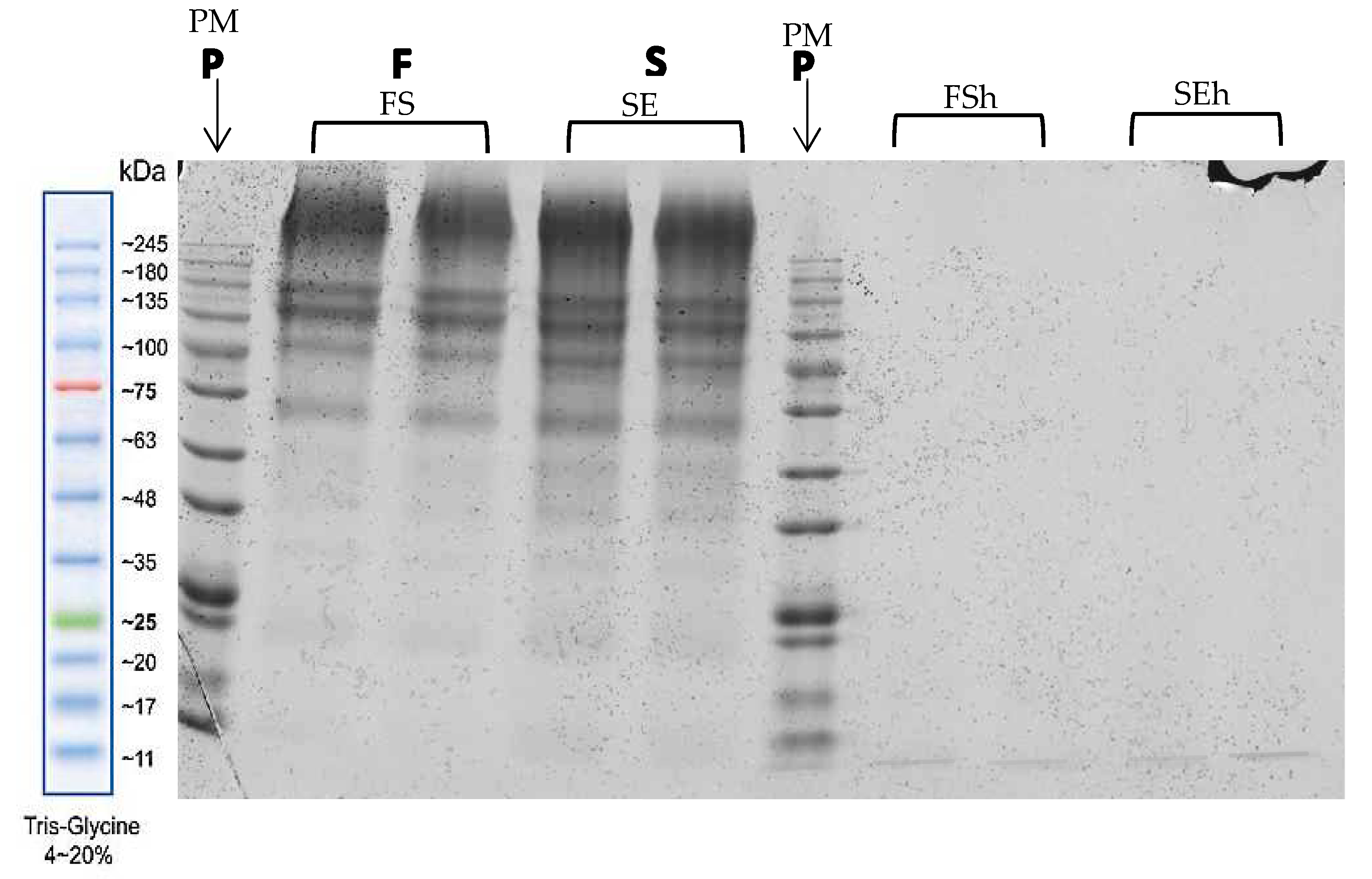 Characterization and Extraction Influence Protein Profiling of Edible