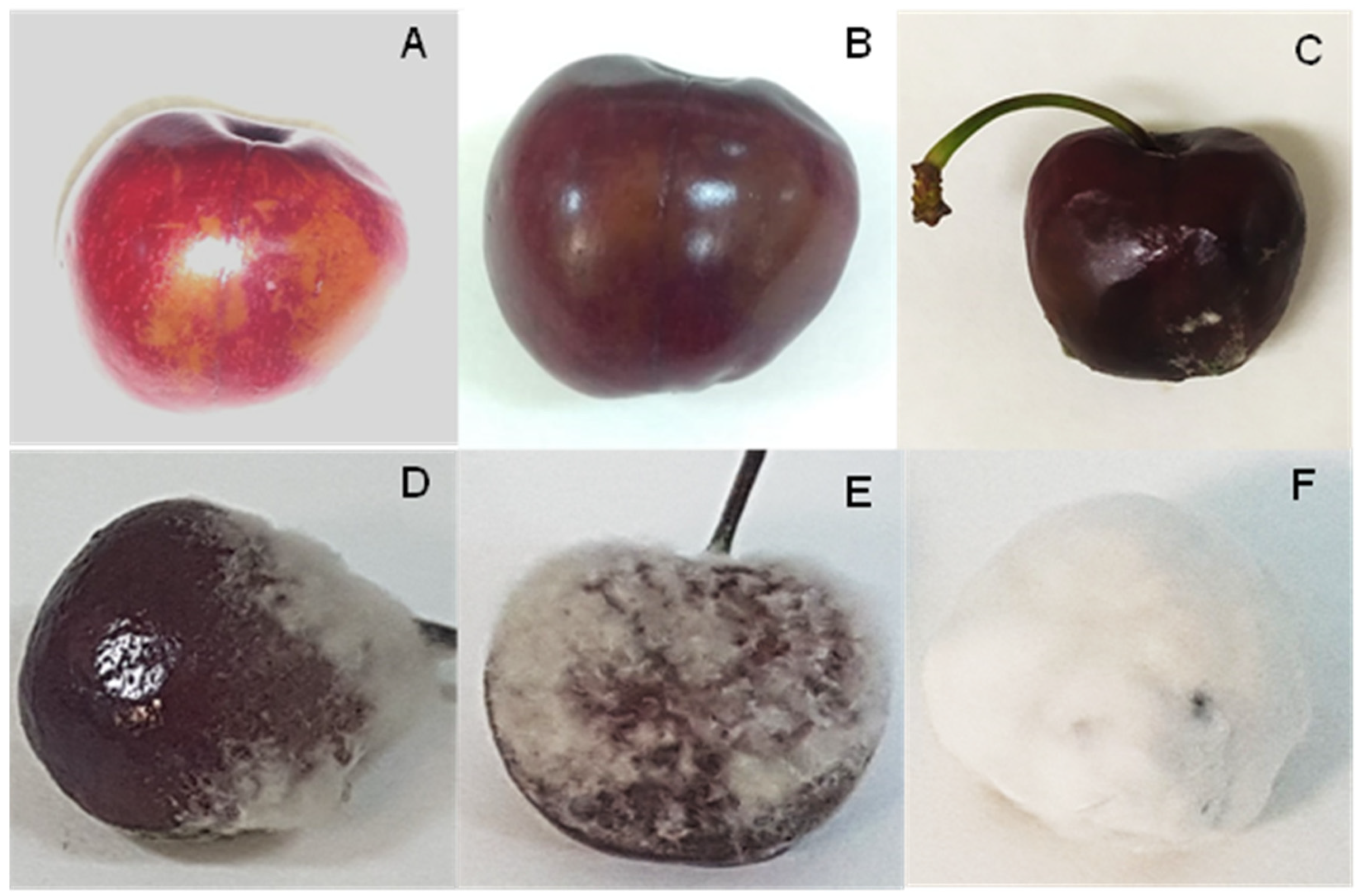 Foods Free Full Text Identification Of The Causal Agent Of Aqueous Spot Disease Of Sweet Cherries Prunus Avium L From The Jerte Valley Caceres Spain Html