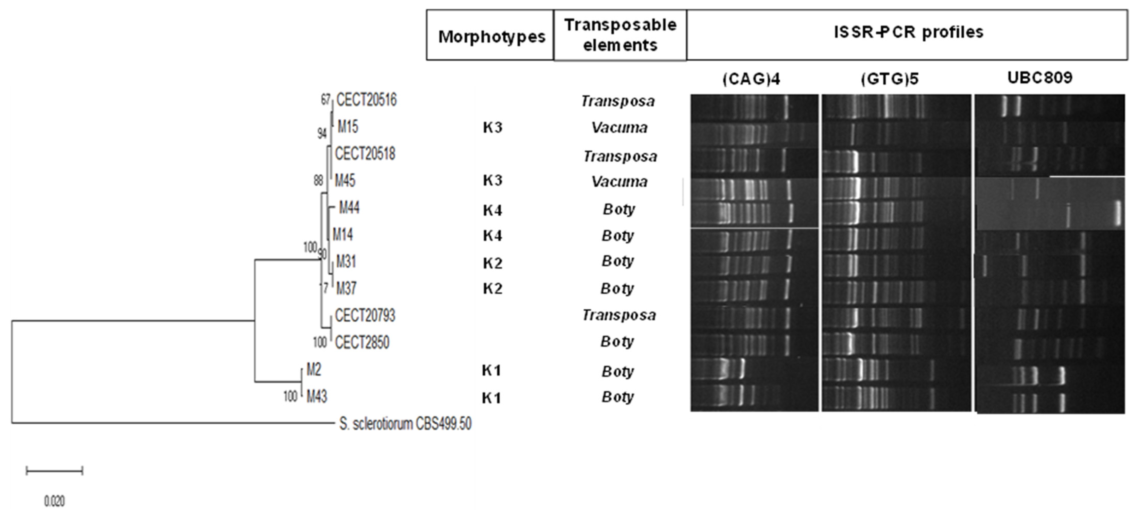 Foods Free Full Text Identification Of The Causal Agent Of Aqueous Spot Disease Of Sweet Cherries Prunus Avium L From The Jerte Valley Caceres Spain Html