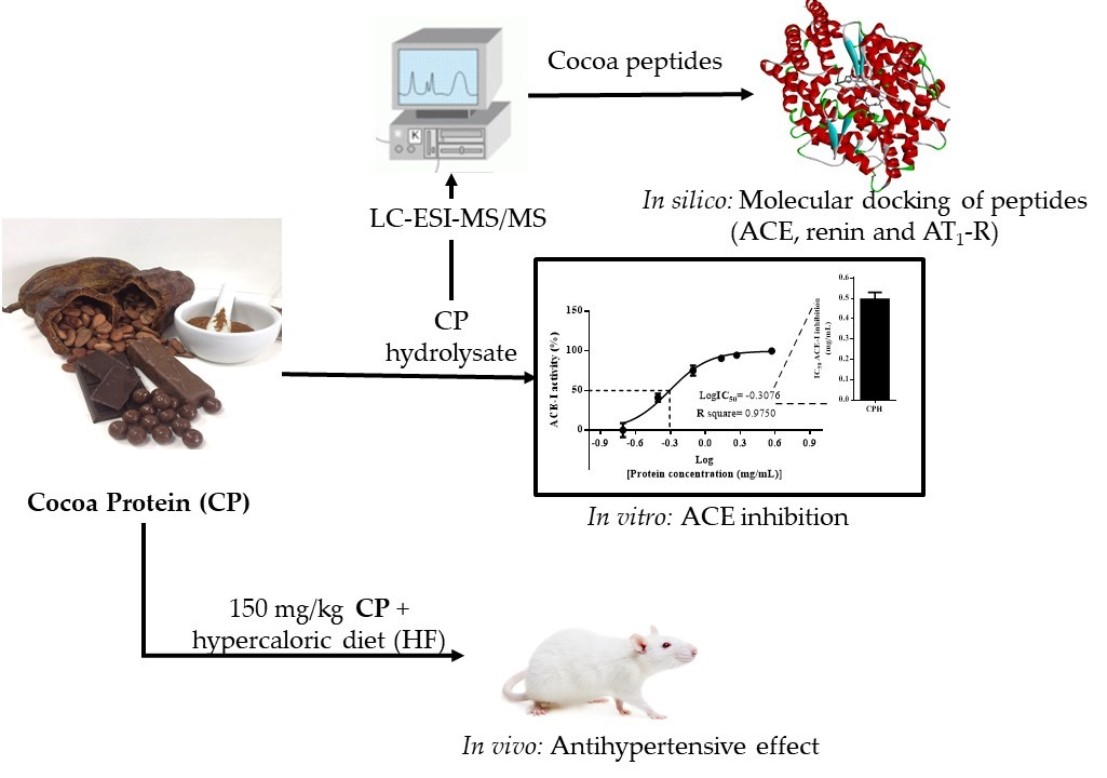 Foods Free FullText Cocoa (Theobroma cacao L.) SeedDerived