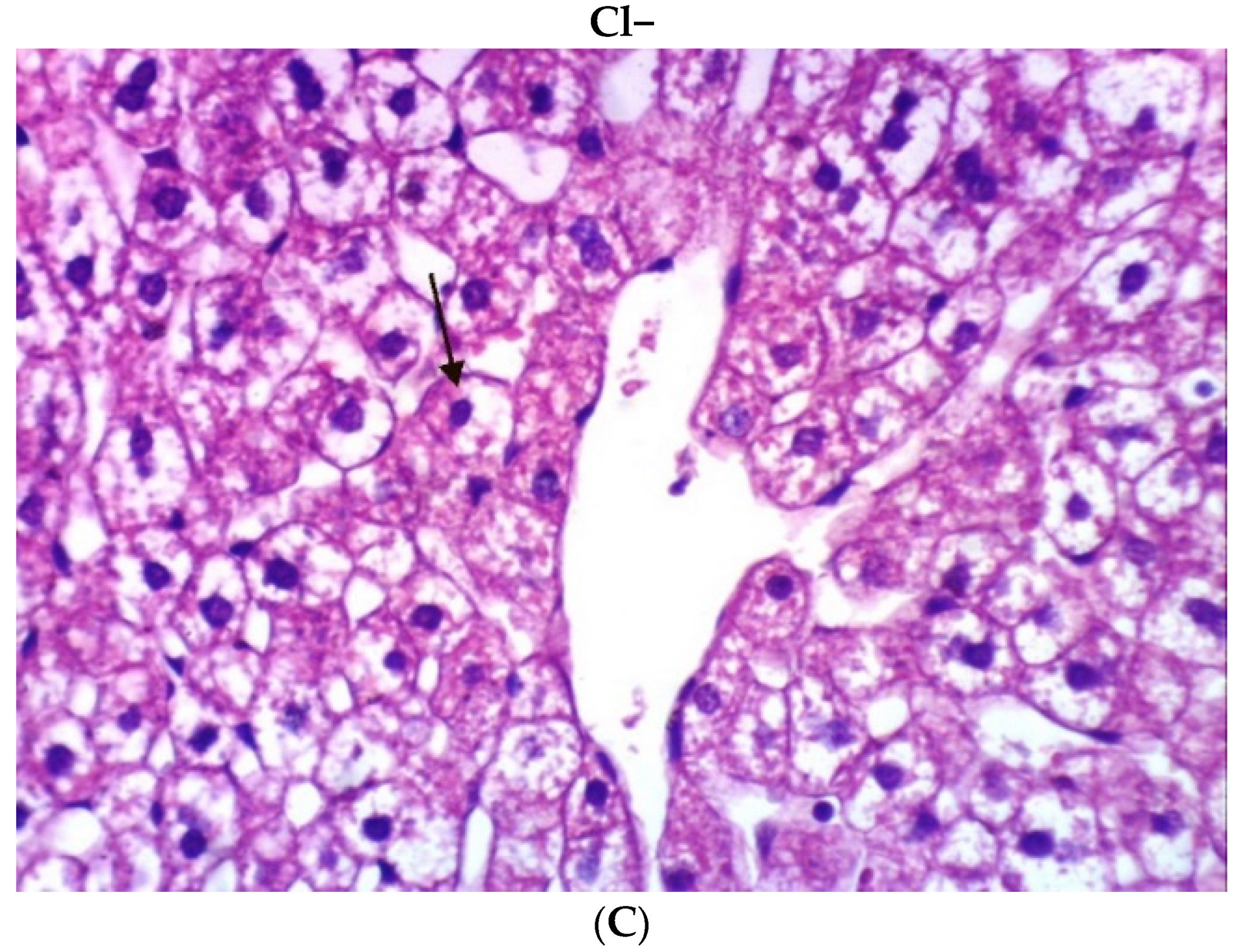 Foods 10 02493 g002d Foods 10 02493 g002d
