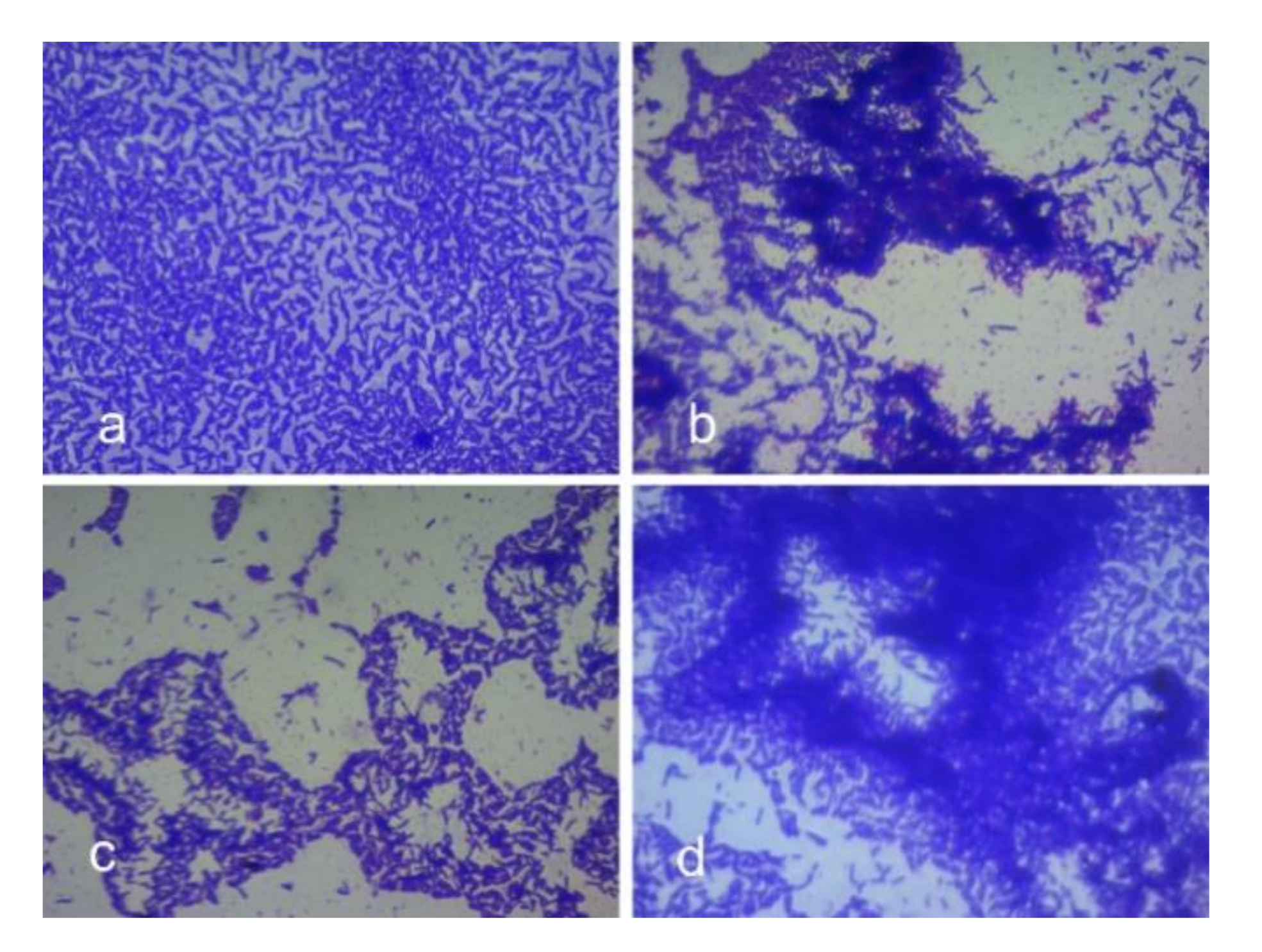 Foods 10 02548 g014 Foods 10 02548 g014